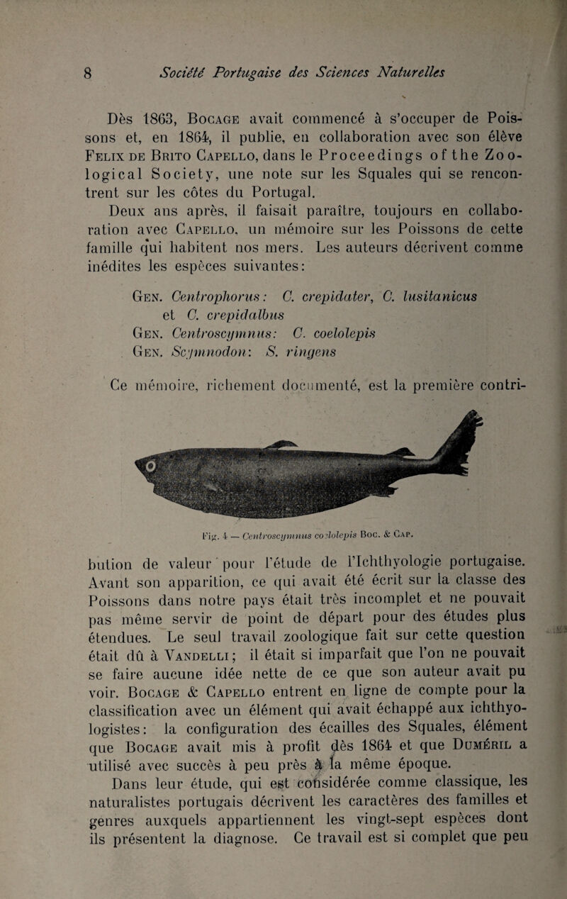 Dès 1863, Bocage avait commencé à s’occuper de Pois¬ sons et, en 1864, il publie, en collaboration avec son élève Félix de Brito Gapello, dans le Proceedings of the Zoo- logical Society, une note sur les Squales qui se rencon¬ trent sur les côtes du Portugal. Deux ans après, il faisait paraître, toujours en collabo¬ ration avec Gapello, un mémoire sur les Poissons de cette famille qui habitent nos mers. Les auteurs décrivent comme inédites les espèces suivantes: Gen. Centrophorus : C. crepidater, G. lusitaniens et C. crepidalbus Gen. Centroscymnus: G. coelolepis Gen. Scjmnodon: S. ringens Ce mémoire, richement documenté, est la première contri- Fig. 4 — Centroscymnus coüolepis Boc. & Cap. bution de valeur pour l’étude de l’Ichthyologie portugaise. Avant son apparition, ce qui avait été écrit sur la classe des Poissons dans notre pays était très incomplet et ne pouvait pas même servir de point de départ pour des études plus étendues. Le seul travail zoologique fait sur cette question était dû à Vandelli; il était si imparfait que l’on ne pouvait se faire aucune idée nette de ce que son auteur avait pu voir. Bocage & Gapello entrent en ligne de compte pour la classification avec un élément qui avait échappé aux ichthyo- logistes: la configuration des écailles des Squales, élément que Bocage avait mis à profit dès 1864 et que Dcjméril a utilisé avec succès à peu près à la même époque. Dans leur étude, qui est considérée comme classique, les naturalistes portugais décrivent les caractères des familles et genres auxquels appartiennent les vingt-sept espèces dont ils présentent la diagnose. Ce travail est si complet que peu