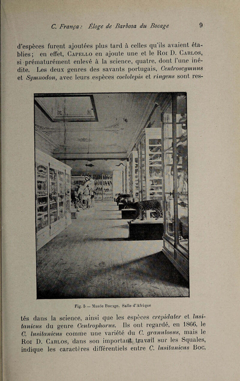 d’espèces furent ajoutées plus tard à celles qu’ils avaient éta¬ blies; en effet, Capello en ajoute une et le Roi D. Carlos, si prématurément enlevé à la science, quatre, dont l’une iné¬ dite. Les deux genres des savants portugais, Centroscymnus et Symnodon, avec leurs espèces coelolepis et ringens sont res- Fig. 5 — Musée Bocage. Salle d’Afrique tés dans la science, ainsi que les especes crepidater et lusi- lanicus du genre Centrophorus. Ils ont regardé, en 1866, le C. lusitaniens comme une variété du C. granulosus, mais le Roi D. Carlos, dans son importa#», travail sur les Squales, indique les caractères différentiels entre C. lusitaniens Boc.