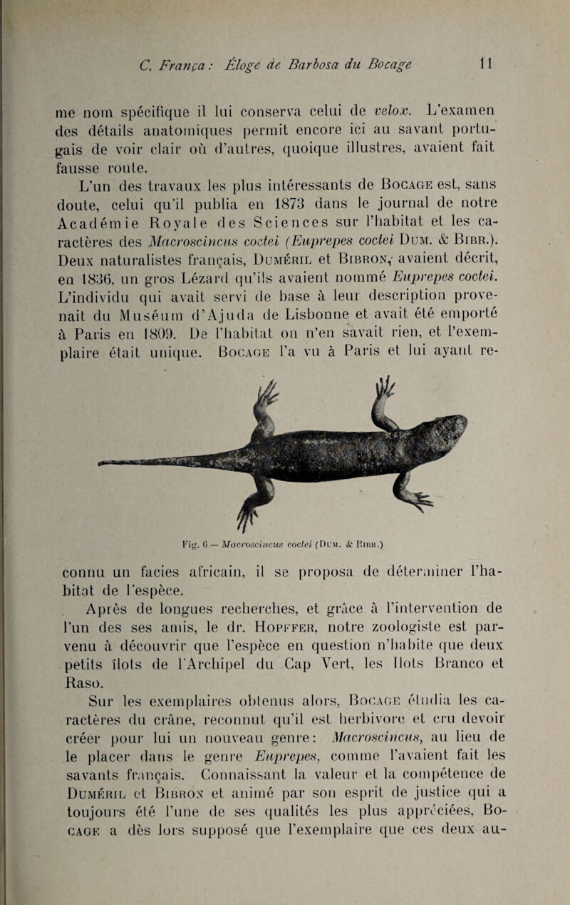 me nom spécifique il lui conserva celui de velox. L’examen des détails anatomiques permit encore ici au savant portu¬ gais de voir clair où d’autres, quoique illustres, avaient fait fausse route. L’un des travaux les plus intéressants de Bocage est, sans doute, celui qu’il publia en 1873 dans le journal de notre Académie Royale des Sciences sur l’habitat et les ca¬ ractères des Macroscincus codei (Euprepes codei Dum. & Bibr.). Deux naturalistes français, Duméril et Bibron,' avaient décrit, en 1836, un gros Lézard qu’ils avaient nommé Euprepes codei. L’individu qui avait servi de base à leur description prove¬ nait du Muséum d’Ajuda de Lisbonne et avait été emporté à Paris en 1809. De l’habitat on n’en savait rien, et l’exem¬ plaire était unique. Bocage l’a vu à Paris et lui ayant re- Fig. G — Mctcroscincus codei fDum. & Bibr.) connu un faciès africain, il se proposa de déterminer l’ha¬ bitat de l’espèce. Après de longues recherches, et grâce à l’intervention de l’un des ses amis, le dr. Hopffer, notre zoologiste est par¬ venu à découvrir que l’espèce en question n’habite que deux petits îlots de l’Archipel du Gap Vert, les Ilots Branco et Raso. Sur les exemplaires obtenus alors, Bocage étudia les ca¬ ractères du crâne, reconnut qu’il est herbivore et cru devoir créer pour lui un nouveau genre: Macroscincus, au lieu de le placer dans le genre Euprepes, comme l’avaient fait les savants français. Connaissant la valeur et la compétence de Duméril et Bibron et animé par son esprit de justice qui a toujours été l’une de ses qualités les plus appréciées, Bo¬ cage a dès lors supposé que l’exemplaire que ces deux au-