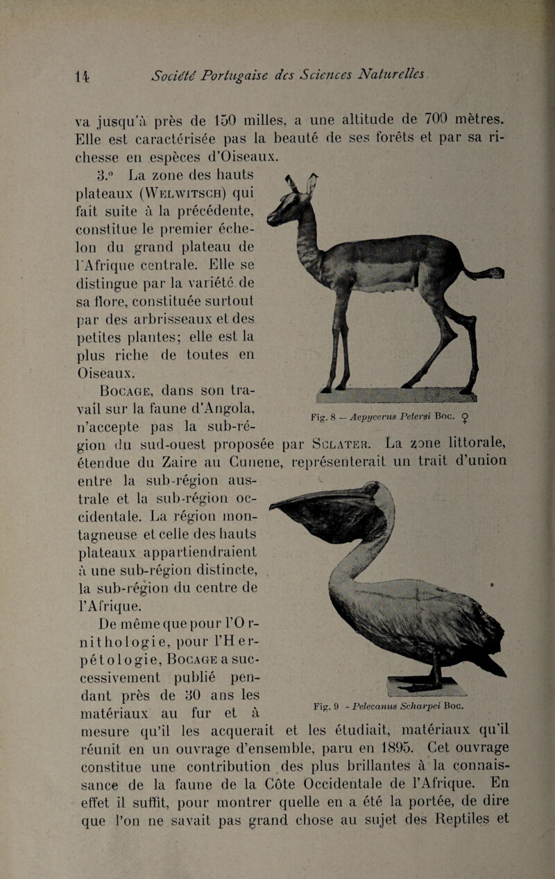 Fig. 8 — Aepycerus Petersi Boc. (j> va jusqu’à près de 150 milles, a une altitude de 700 mètres. Elle est caractérisée pas la beauté de ses forêts et par sa ri¬ chesse en espèces d’Oiseaux. 3.° La zone des hauts plateaux (Welwitsch) qui fait suite à la précédente, constitue le premier éche¬ lon du grand plateau de l'Afrique centrale. Elle se distingue par la variété de sa flore, constituée surtout par des arbrisseaux et des petites plantes; elle est la plus riche de toutes en Oiseaux. Bocage, dans son tra¬ vail sur ia faune d’Angola, n’accepte pas la sub-ré- gion du sud-ouest proposée par Sclater. La zone littorale, étendue du Zaire au Cunene, représenterait un trait d’union entre la sub-région aus¬ trale et la sub-région oc¬ cidentale. La région mon¬ tagneuse et celle des hauts plateaux appartiendraient à une sub-région distincte, la sub-région du centre de l’Afrique. De même que pour l’O r- nithologie, pour l’Her- pétologie, Bocage a suc¬ cessivement publié pen¬ dant près de 30 ans les , , . n , v Fig. 9 - Pelecanus Scharpei Boc. matériaux au fur et a mesure qu’il les acquérait et les étudiait, matériaux qu’il réunit en un ouvrage d’ensemble, paru en 1895. Cet ouvrage constitue une contribution des plus brillantes à la connais¬ sance de la faune de la Côte Occidentale de l’Afrique. En effet il suffit, pour montrer quelle en a été la portée, de dire que l’on ne savait pas grand chose au sujet des Reptiles et