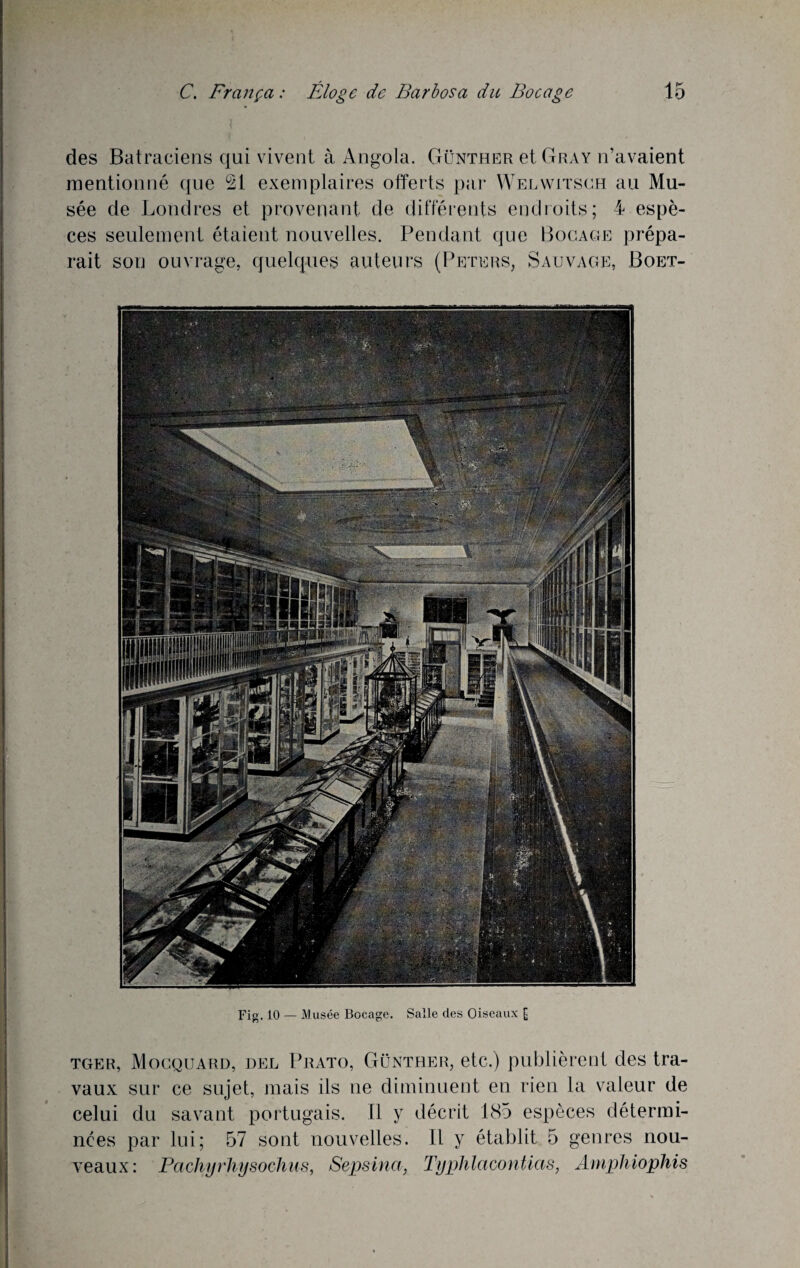 des Batraciens qui vivent à Angola. Günther et Gray n’avaient mentionné que 21 exemplaires offerts par Welwitsch au Mu¬ sée de Londres et provenant de différents endroits; 4 espè¬ ces seulement étaient nouvelles. Pendant que Bocage prépa¬ rait son ouvrage, quelques auteurs (Peters, Sauvage, Boet- Fig. 10 — Musée Bocage. Salle des Oiseaux [ tger, Mocquard, del Prato, Güntrer, etc.) publièrent des tra¬ vaux sur ce sujet, mais ils ne diminuent en rien la valeur de celui du savant portugais. 11 y décrit 185 espèces détermi¬ nées par lui; 57 sont nouvelles. Il y établit 5 genres nou¬ veaux: PachyrJiysochus, Sepsina, Typhlacontias, Amphiophis
