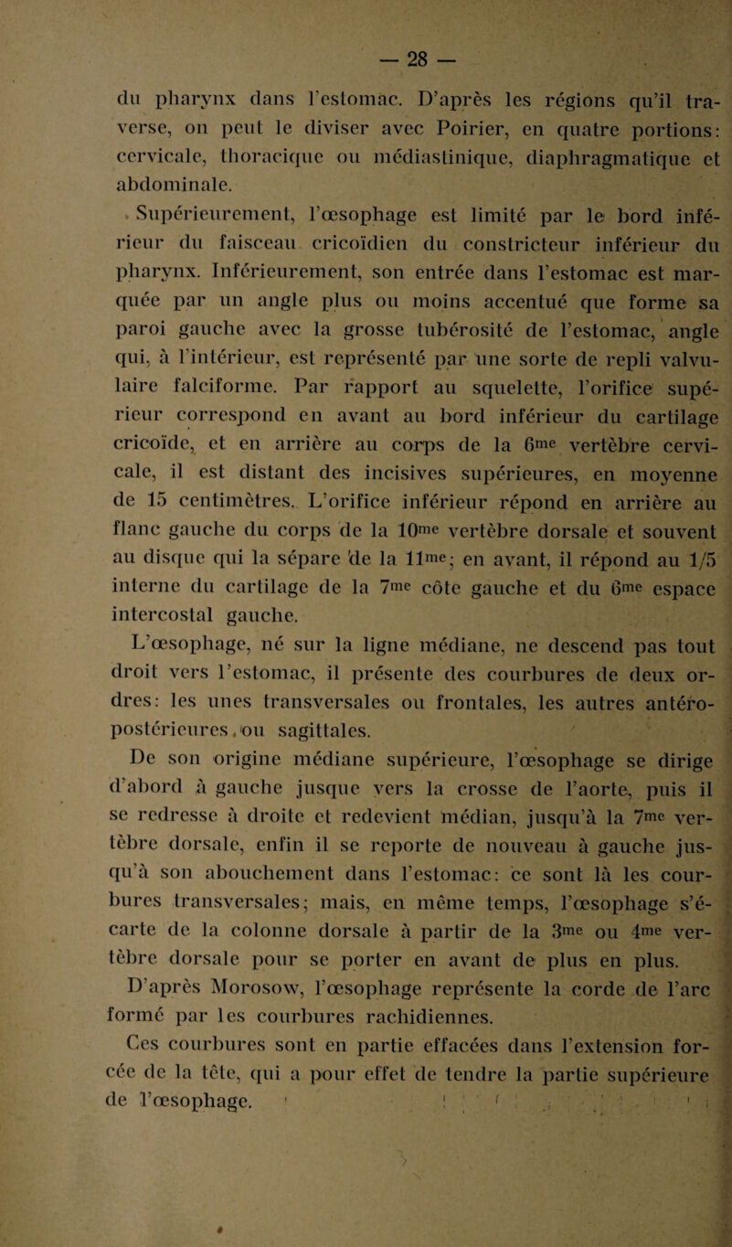 du pharynx dans l’estomac. D’après les régions qu’il tra¬ verse, on peut le diviser avec Poirier, en quatre portions: cervicale, thoracique ou médiastinique, diaphragmatique et abdominale. Supérieurement, l’œsophage est limité par le bord infé¬ rieur du faisceau cricoïdien du constricteur inférieur du pharynx. Inférieurement, son entrée dans l’estomac est mar¬ quée par un angle plus ou moins accentué que forme sa paroi gauche avec la grosse tubérosité de l’estomac, angle qui, à l’intérieur, est représenté par une sorte de repli valvu¬ laire falciformc. Par rapport au squelette, l’orifice supé¬ rieur correspond en avant au bord inférieur du cartilage cricoïde, et en arrière au corps de la 6me vertèbre cervi¬ cale, il est distant des incisives supérieures, en moyenne de 15 centimètres. L’orifice inférieur répond en arrière au flanc gauche du corps de la 10me vertèbre dorsale et souvent au disque qui la sépare de la llme; en avant, il répond au 1/5 interne du cartilage de la 7me côte gauche et du 6me espace intercostal gauche. L’œsophage, né sur la ligne médiane, ne descend pas tout droit vers l’estomac, il présente des courbures de deux or¬ dres: les unes transversales ou frontales, les autres antéro¬ postérieures cou sagittales. De son origine médiane supérieure, l’œsophage se dirige d’abord à gauche jusque vers la crosse de l’aorte, puis il se redresse à droite et redevient médian, jusqu’à la 7me ver¬ tèbre dorsale, enfin il se reporte de nouveau à gauche jus¬ qu'à son abouchement dans l’estomac: ce sont là les cour¬ bures transversales; mais, en même temps, l’œsophage s’é¬ carte de la colonne dorsale à partir de la 3me ou 4me ver¬ tèbre dorsale pour se porter en avant de plus en plus. D’après Morosow, l’œsophage représente la corde de l’arc formé par les courbures rachidiennes. Ces courbures sont en partie effacées dans l’extension for¬ cée de la tête, qui a pour effet de tendre la partie supérieure de l’œsophage. 1 * [ * f : 1 ;■ ^ :i| x fillflBS I