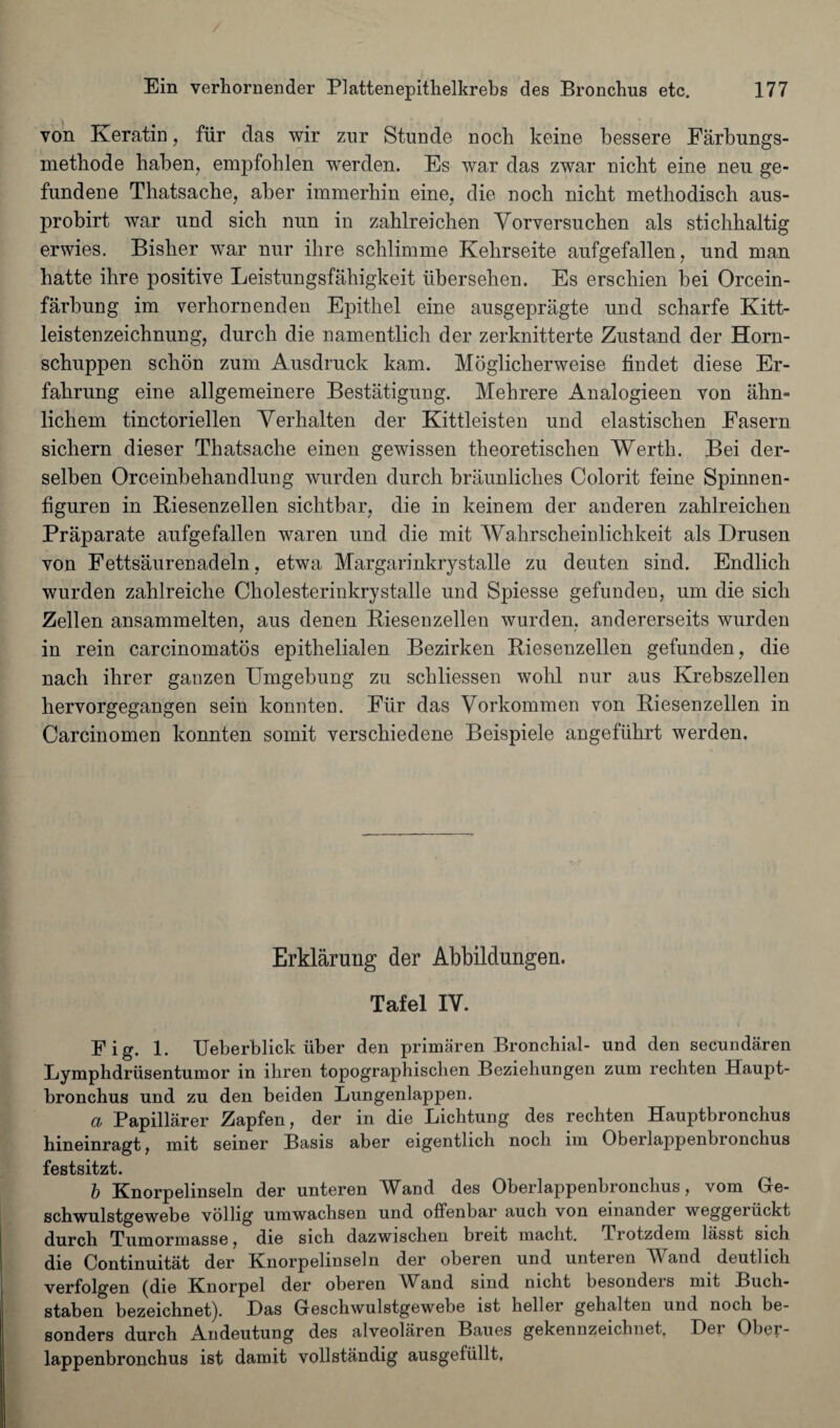 von Keratin, fiir das wir zur Stunde noch kcine bessere Farbungs- metbode haben, empfoblen werden. Es war das zwar nicbt eine neu ge- fundene Thatsache, aber immerhin eine, die nocb nicbt methodisch aus- probirt war und sich nun in zahlreicken Yorversucben als stichkaltig erwies. Bisber war nur ihre schlimme Kebrseite aufgefallen, und man hatte ihre positive Leistungsfabigkeit uberseben. Es erscbien bei Orcein- farbung im verbornenden Epitbel eine ausgepragte und scharfe Kitt- leistenzeichnung, durch die namentlich der zerknitterte Zustand der Horn- scbuppen scbon zum Ausdruck kam. Moglicherweise findet diese Er- fabrung eine allgemeinere Bestatigung. Mebrere Analogieen von ahn- lichem tinctoriellen Yerbalten der Kittleisten und elastischen Easern sichern dieser Thatsache einen gewissen theoretiscben Werth. Bei der- selben Orceinbehandlung wurden durch braunliches Colorit feine Spinnen- figuren in Biesenzellen sichtbar, die in keinem der anderen zablreichen Praparate aufgefallen waren und die mit Wahrscbeinlicbkeit als Drusen von Fettsaurenadeln, etwa Margarinkrystalle zu deuten sind. Endlich wurden zablreiclie Cholesterinkry stall e und Spiesse gefunden, um die sicli Zellen ansammelten, aus denen Biesenzellen wurden, andererseits wurden in rein carcinomatos epithelialen Bezirken Biesenzellen gefunden, die nach ihrer ganzen Umgebung zu scbliessen wohl nur aus Krebszellen hervorgegangen sein konnten. Fiir das Yorkommen von Biesenzellen in Carcinomen konnten somit verscbiedene Beispiele angefiihrt werden. Erklarung der Abbildungen. Tafel IV. Fig. 1. Ueberblick liber den primaren Bronchial- und den secundaren Lymphdriisentumor in iliren topographischen Bezieliungen zum recliten Haupt- bronchus und zu den beiden Lungenlappen. a Papillarer Zapfen, der in die Lichtung des rechten Hauptbronchus bineinragt, mit seiner Basis aber eigentlicli nocb im Oberlappenbronchus festsitzt. b Knorpelinseln der unteren Wand des Oberlappenbronchus, vom Ge- schwulstgewebe vollig umwachsen und offenbar auch von einander weggeriickt durch Tumormasse, die sich dazwiscben breit macht. Trotzdem lasst sich die Continuitat der Knorpelinseln der oberen und unteren Wand deutlich verfolgen (die Kmorpel der oberen IV^and sind nicht besondeis mit Buch- staben bezeichnet). Das Geschwulstgewebe ist heller gehalten und noch be- sonders durch Andeutung des alveolaren Baues gekennzeicbnet, Dei Ober- lappenbroncbus ist damit vollstandig ausgefiillt.