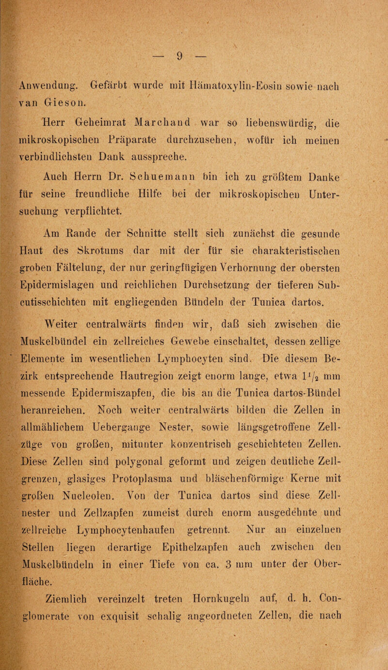 An wen dang. Gefärbt wurde mit Hämatoxylin-Eosin sowie nach van Gieson. Herr Geheimrat March and war so liebenswürdig, die mikroskopischen Präparate durchzuseben, wofür ich meinen verbindlichsten Dank ausspreche. Auch Herrn Dr. Schuemann bin ich zu größtem Danke für seine freundliche Hilfe bei der mikroskopischen Unter¬ suchung verpflichtet. Am Rande der Schnitte stellt sich zunächst die gesunde Haut des Skrotums dar mit der für sie charakteristischen groben Fältelung, der nur geringfügigen Verhornung der obersten Epidermislagen und reichlichen Durchsetzung der tieferen Sub¬ cutisschichten mit engliegenden Bündeln der Tunica dartos. Weiter centralwärts finden wir, daß sich zwischen die Muskelbündel ein zellreiches Gewebe einschaltet, dessen zeitige Elemente im wesentlichen Lymphocyten sind. Die diesem Be¬ zirk entsprechende Hautregion zeigt enorm lange, etwa D/a mm messende Epidermiszapfen, die bis an die Tunica dartos-Bündel heranreichen. Noch weiter centralwärts bilden die Zellen in allmählichem Uebergange Nester, sowie längsgetroffene Zell¬ züge von großen, mitunter konzentrisch geschichteten Zellen. Diese Zellen sind polygonal geformt und zeigen deutliche Zell¬ grenzen, glasiges Protoplasma und bläschenförmige Kerne mit großen Nucleolen. Von der Tunica dartos sind diese Zell¬ nester und Zellzapfen zumeist durch enorm ausgedehnte und zellreiche Lymphocytenhaufen getrennt. Nur an einzelnen Stellen liegen derartige Epithelzapfen auch zwischen den Muskelbündeln in einer Tiefe von ca. 3 mm unter der Ober¬ fläche. Ziemlich vereinzelt treten Hornkugeln auf, d. h. Con- glomerate von exquisit schalig angeordneten Zellen, die nach