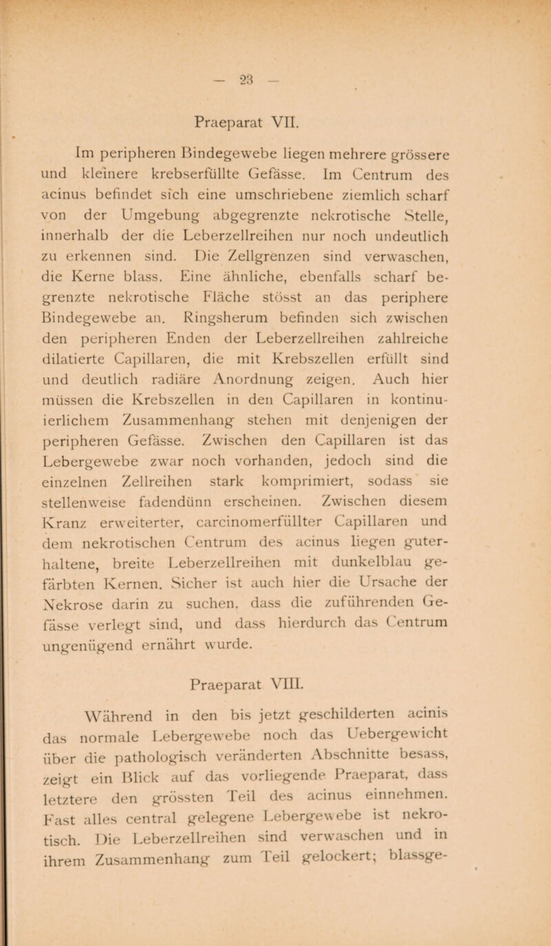 Praeparat VII. Im peripheren Bindegewebe liegen mehrere grössere und kleinere krebserfüllte Gefässe. Im Centrum des acinus befindet sich eine umschriebene ziemlich scharf von der Umgebung abgegrenzte nekrotische Stelle, innerhalb der die Leberzellreihen nur noch undeutlich zu erkennen sind. Die Zellgrenzen sind verwaschen, die Kerne blass. Eine ähnliche, ebenfalls scharf be¬ grenzte nekrotische Fläche stösst an das periphere Bindegewebe an. Ringsherum befinden sich zwischen den peripheren Enden der Leberzellreihen zahlreiche dilatierte Capillaren, die mit Krebszellen erfüllt sind und deutlich radiäre Anordnung zeigen. Auch hier müssen die Krebszellen in den Capillaren in kontinu¬ ierlichem Zusammenhang stehen mit denjenigen der peripheren Gefässe. Zwischen den Capillaren ist das Lebergewebe zwar noch vorhanden, jedoch sind die einzelnen Zellreihen stark komprimiert, sodass sie stellenweise fadendünn erscheinen. Zwischen diesem Kranz erweiterter, carcinomerfüllter Capillaren und dem nekrotischen Centrum des acinus liegen guter¬ haltene, breite Leberzellreihen mit dunkelblau ge¬ färbten Kernen. Sicher ist auch hier die Ursache der Nekrose darin zu suchen, dass die zuführenden Ge¬ fässe verlegt sind, und dass hierdurch das Centrum ungenügend ernährt wurde. Praeparat VIII. Während in den bis jetzt geschilderten acinis das normale Lebergewebe noch das Uebergewicht über die pathologisch veränderten Abschnitte besass, zeigt ein Blick auf das vorliegende Praeparat, dass letztere den grössten Teil des acinus einnehmen. Fast alles central gelegene Lebergewebe ist nekro¬ tisch. Die Leberzellreihen sind verwaschen und in ihrem Zusammenhang zum 1 eil gelockert; blassge-