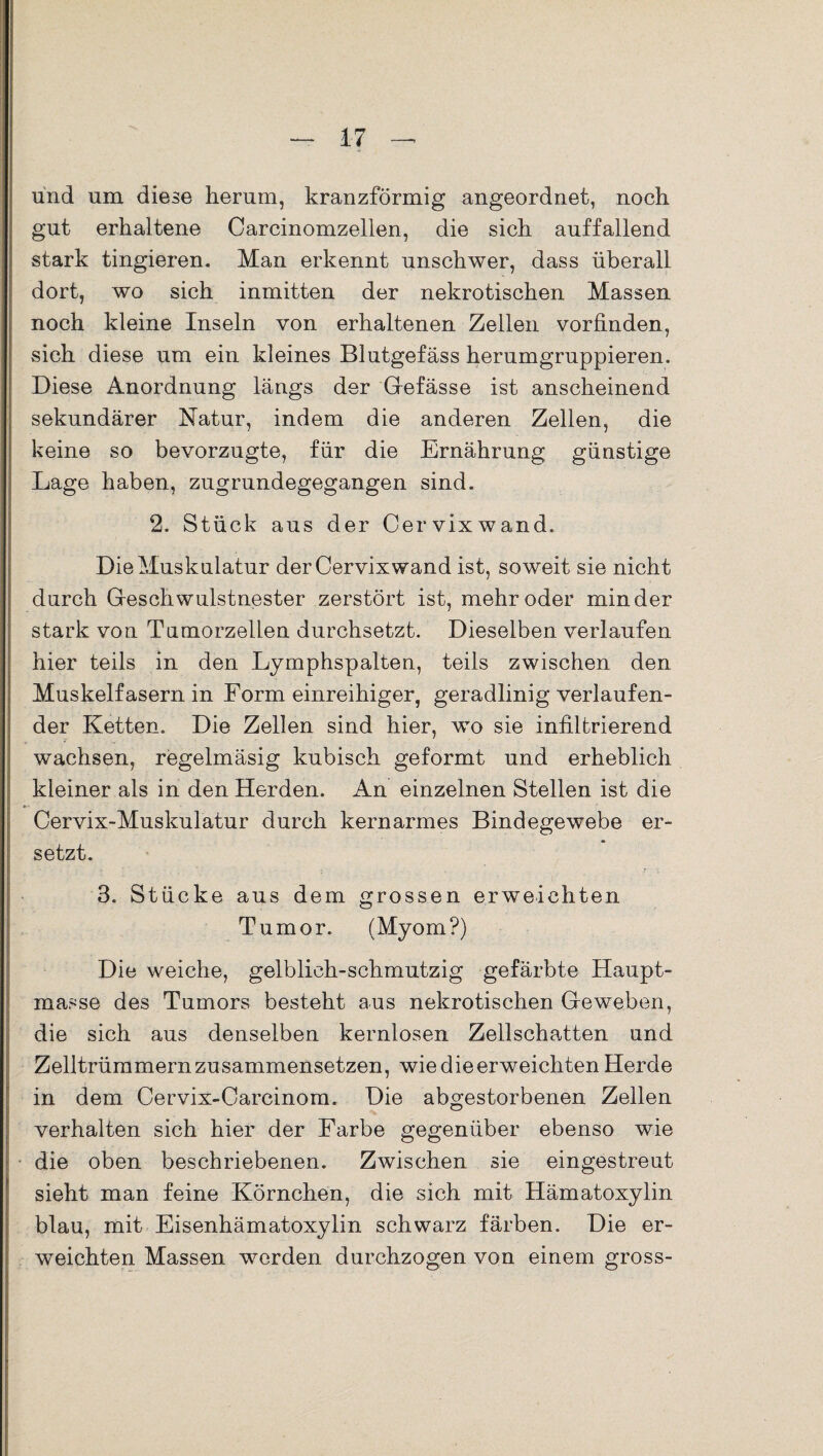 und um diese herum, kranzförmig angeordnet, noch gut erhaltene Carcinomzellen, die sich auffallend stark tingieren. Man erkennt unschwer, dass überall dort, wo sich inmitten der nekrotischen Massen noch kleine Inseln von erhaltenen Zellen vor finden, sich diese um ein kleines Blutgefäss herumgruppieren. Diese Anordnung längs der Gfefässe ist anscheinend sekundärer Natur, indem die anderen Zellen, die keine so bevorzugte, für die Ernährung günstige Lage haben, zugrundegegangen sind. 2. Stück aus der Cervixwand. Die Muskulatur derCervixwand ist, soweit sie nicht durch Geschwulstnester zerstört ist, mehr oder minder stark von Tumorzellen durchsetzt. Dieselben verlaufen hier teils in den Lymphspalten, teils zwischen den Muskelfasern in Form einreihiger, geradlinig verlaufen¬ der Ketten. Die Zellen sind hier, wo sie infiltrierend wachsen, regelmäsig kubisch geformt und erheblich kleiner als in den Herden. An einzelnen Stellen ist die Cervix-Muskulatur durch kern armes Bindegewebe er¬ setzt. 3. Stücke aus dem grossen erweichten Tumor. (Myom?) Die weiche, gelblich-schmutzig gefärbte Haupt¬ masse des Tumors besteht aus nekrotischen Geweben, die sich aus denselben kernlosen Zellschatten und Zelltrümmern zusammensetzen, wie die erweichten Herde in dem Cervix-Carcinom. Die abgestorbenen Zellen verhalten sich hier der Farbe gegenüber ebenso wie die oben beschriebenen. Zwischen sie eingestreut sieht man feine Körnchen, die sich mit Hämatoxylin blau, mit Eisenhämatoxylin schwarz färben. Die er¬ weichten Massen werden durchzogen von einem gross-