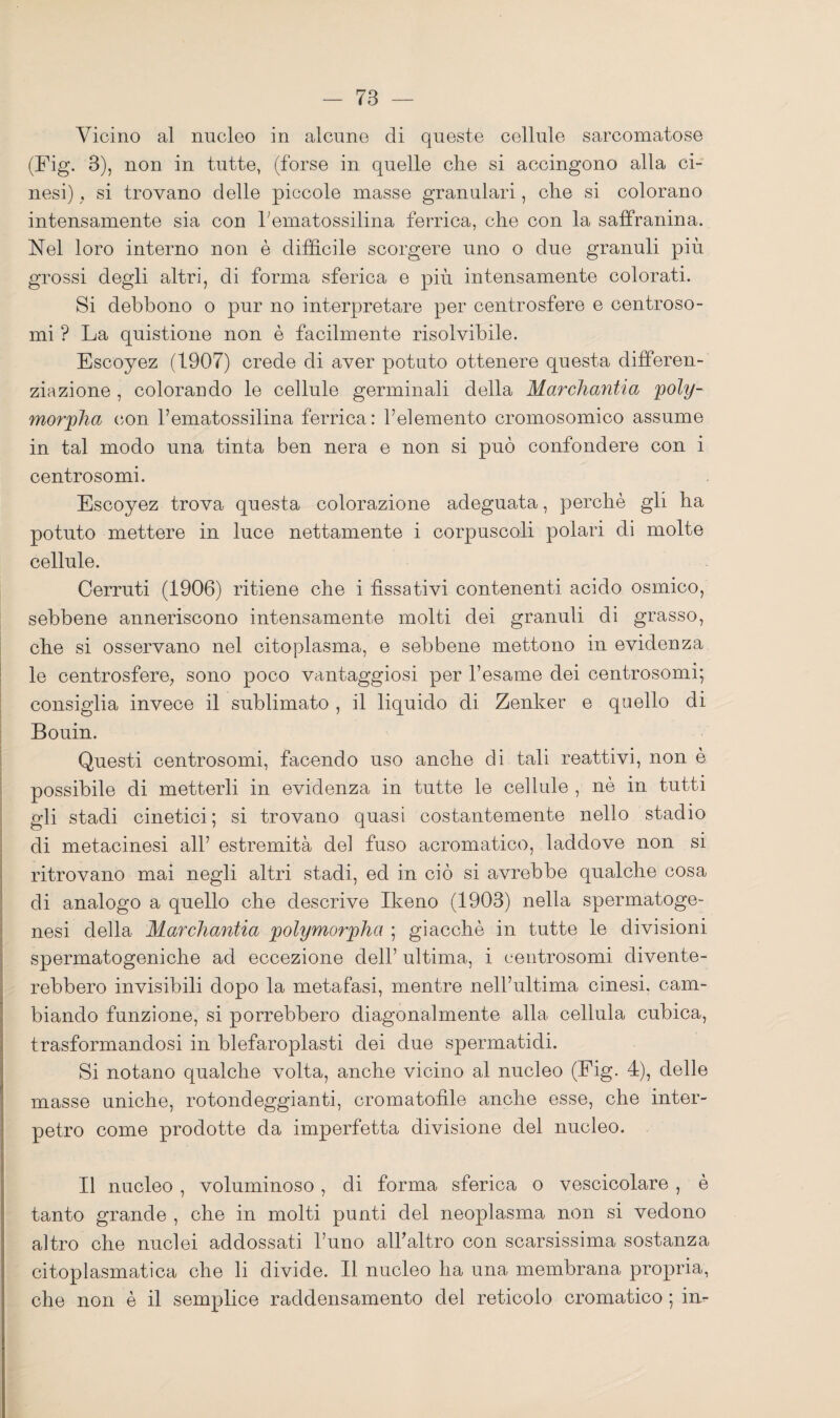 Vicino al nucleo in alcune di queste cellule sarcomatose (Fig. 3), non in tutte, (forse in quelle che si accingono alla ci¬ nesi) . si trovano delle piccole masse granulari, ohe si colorano intensamente sia con hematossilina ferrica, che con la saffranina. Nel loro interno non è difficile scorgere uno o due granuli più grossi degli altri, di forma sferica e più intensamente colorati. Si debbono o pur no interpretare per centrosfere e centroso¬ mi ? La quistione non è facilmente risolvibile. Escoyez (1907) crede di aver potuto ottenere questa differen¬ ziazione , colorando le cellule germinali della Marchantia poly- morpha con rematossilina ferrica: helemento cromosomico assume in tal modo una tinta ben nera e non si può confondere con i centrosomi. Escoyez trova questa colorazione adeguata, perchè gli ha potuto mettere in luce nettamente i corpuscoli polari di molte cellule. Cerruti (1906) ritiene che i fissativi contenenti acido osmico, sebbene anneriscono intensamente molti dei granuli di grasso, che si osservano nel citoplasma, e sebbene mettono in evidenza le centrosfere; sono poco vantaggiosi per l’esame dei centrosomi; consiglia invece il sublimato , il liquido di Zenker e quello di Bouin. Questi centrosomi, facendo uso anche di tali reattivi, non è possibile di metterli in evidenza in tutte le cellule , nè in tutti gli stadi cinetici; si trovano quasi costantemente nello stadio di metacinesi all’ estremità del fuso acromatico, laddove non si ritrovano mai negli altri stadi, ed in ciò si avrebbe qualche cosa di analogo a quello che descrive Ikeno (1903) nella spermatoge- nesi della Marchantia polymorpha ; giacché in tutte le divisioni spermatogeniche ad eccezione dell’ ultima, i centrosomi divente¬ rebbero invisibili dopo la metafasi, mentre nell’ultima cinesi, cam¬ biando funzione, si porrebbero diagonalmente alla cellula cubica, trasformandosi in blefaroplasti dei due spermatidi. Si notano qualche volta, anche vicino al nucleo (Fig. 4), delle masse uniche, rotondeggianti, cromatofile anche esse, che inter- petro come prodotte da imperfetta divisione del nucleo. Il nucleo , voluminoso , di forma sferica o vescicolare , è tanto grande , che in molti punti del neoplasma non si vedono altro ohe nuclei addossati l’uno all’altro con scarsissima sostanza citoplasmatica che li divide. Il nucleo ha una membrana propria, che non è il semplice raddensamento del reticolo cromatico ; in-