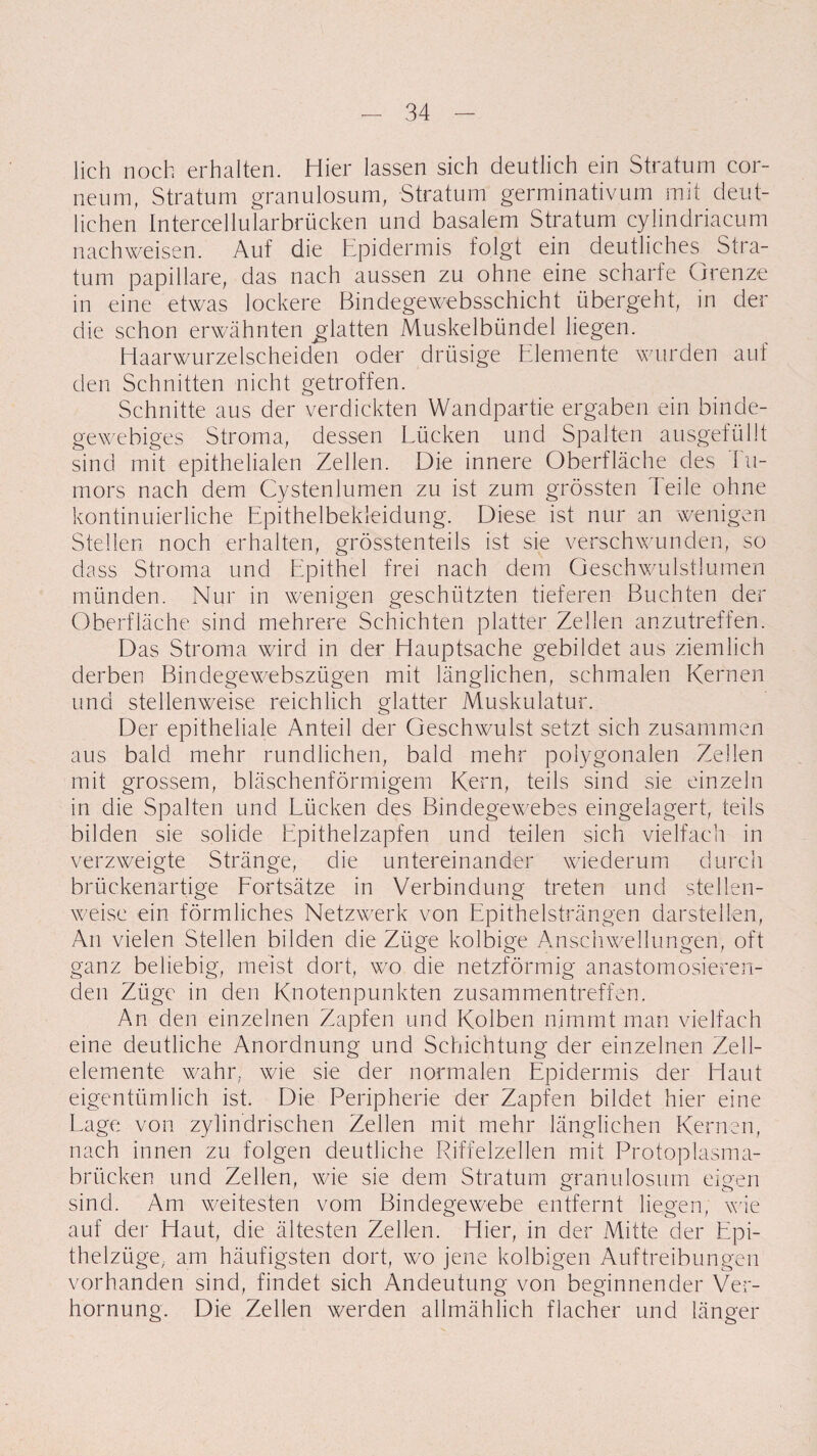 lieh noch erhalten. Hier lassen sich deutlich ein Stratum cor- neüm, Stratum granulosum, Stratum germinativum mit deut¬ lichen Intercellularbrücken und basalem Stratum cylindriacum nachweisen. Auf die Epidermis folgt ein deutliches Stra¬ tum papilläre, das nach aussen zu ohne eine scharfe Grenze in eine etwas lockere Bindegewebsschicht übergeht, in der die schon erwähnten glatten Muskelbündel hegen. Haarwurzelscheiden oder drüsige Elemente wurden auf den Schnitten nicht getroffen. Schnitte aus der verdickten Wandpartie ergaben ein binde¬ gewebiges Stroma, dessen Lücken und Spalten ausgefüllt sind mit epithelialen Zellen. Die innere Oberfläche des Tu¬ mors nach dem Cystenlumen zu ist zum grössten Teile ohne kontinuierliche Epithelbekleidung. Diese ist nur an wenigen Stellen noch erhalten, grösstenteils ist sie verschwunden, so dass Stroma und Epithel frei nach dem Geschwulstlumen münden. Nur in wenigen geschützten tieferen Buchten der Oberfläche sind mehrere Schichten platter Zellen anzutreffen. Das Stroma wird in der Hauptsache gebildet aus ziemlich derben Bindegewebszügen mit länglichen, schmalen Kernen und stellenweise reichlich glatter Muskulatur. Der epitheliale Anteil der Geschwulst setzt sich zusammen aus bald mehr rundlichen, bald mehr polygonalen Zellen mit grossem, bläschenförmigem Kern, teils sind sie einzeln in die Spalten und Lücken des Bindegewebes eingelagert, teils bilden sie solide Epithelzapfen und teilen sich vielfach in verzweigte Stränge, die untereinander wiederum durch brückenartige Fortsätze in Verbindung treten und stellen¬ weise ein förmliches Netzwerk von Epithelsträngen darstellen, An vielen Stellen bilden die Züge kolbige Anschwellungen, oft ganz beliebig, meist dort, wo die netzförmig anastomosieren- den Züge in den Knotenpunkten Zusammentreffen. An den einzelnen Zapfen und Kolben nimmt man vielfach eine deutliche Anordnung und Schichtung der einzelnen Zell¬ elemente wahr, wie sie der normalen Epidermis der Haut eigentümlich ist. Die Peripherie der Zapfen bildet hier eine Lage von zylindrischen Zellen mit mehr länglichen Kernen, nach innen zu folgen deutliche Riffelzellen mit Protoplasma¬ brücken und Zellen, wie sie dem Stratum granulosum eigen sind. Am weitesten vom Bindegewebe entfernt liegen, wie auf der Haut, die ältesten Zellen. Hier, in der Mitte der Epi¬ thelzüge, am häufigsten dort, wo jene kolbigen Auftreibungen vorhanden sind, findet sich Andeutung von beginnender Ver¬ hornung. Die Zellen werden allmählich flacher und länger