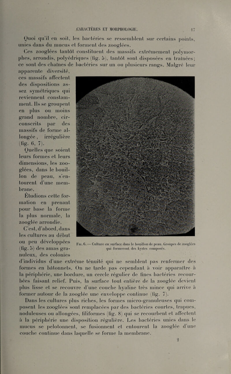 Quoi qu’il en soit, les bactéries se ressemblent sur certains points, unies dans du mucus et forment des zoocriées. O Ces zooglées tantôt constituent des massifs extrêmement polymor¬ phes, arrondis, polyédriques (fig. 5), tantôt soûl disposées en traînées; ce sont des chaînes de bactéries sur un ou plusieurs rangs. Malgré leur apparente diversité, ces massifs affectent des dispositions as¬ sez symétriques qui reviennent constam¬ ment. Ils se groupent en plus ou moins grand nombre, cir¬ conscrits par des massifs de forme al¬ longée , irrégulière (fig. 6, 7). Quelles que soient leurs formes et leurs dimensions, les zoo- glées, dans le bouil¬ lon de peau, s’en¬ tourent d’une mem¬ brane. Etudions cette for¬ mation en prenant pour base la forme la plus normale, la zooglée arrondie. C’est, d’abord, dans les cultures au début ou peu développées (fig. 5) des amas gra¬ nuleux, des colonies d’individus d’une extrême ténuité qui ne semblent pas renfermer des formes en bâtonnets. On ne tarde pas cependant à voir apparaître à la périphérie, une bordure, un cercle régulier de fines bactéries recour¬ bées faisant relief. Puis, la surface tout entière de la zooglée devient plus lisse et se recouvre d’une couche hyaline très mince qui arrive à former autour de la zooglée une enveloppe continue (fig. 7). Dans les cultures plus riches, les formes micro-granuleuses qui com¬ posent les zooglées sont remplacées par des bactéries courtes, trapues, noduleuses ou allongées, filiformes (fig. 8) qui se recourbent et affectent à la périphérie une disposition régulière. Les bactéries unies dans le mucus se pelotonnent, se fusionnent et entourent la zooglée d’une couche continue dans laquelle se forme la membrane. Fig. G.— Culture eu surface dans le bouillon de peau. Groupes de zooglées qui formeront des kystes composés. 0