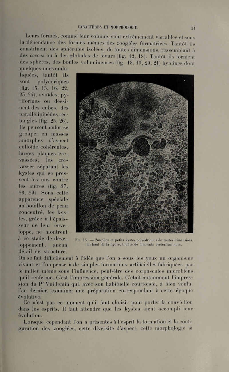 Leurs formes, comme leur volume, sont extrêmement variables et sous la dépendance des formes mêmes des zooglées formatrices. Tantôt ils constituent des sphérules isolées, de toutes dimensions, ressemblant à des coccus ou à des globules de levure (fig. 12, 18). Tantôt ils forment des sphères, des boules volumineuses (fig. 18, 10, 20, 21) hyalines dont quelques-unes ombi¬ liquées, tantôt ils sont polyédriques (fig. 15, 15, 16, 22, 25, 24), ovoïdes, py- riformes ou dessi¬ nent des cubes, des parallélipipèdes rec¬ tangles (fig. 25, 26). Ils peuvent enfin se grouper en masses amorphes d’aspect colloïde, cohérentes, larges plaques cre¬ vassées, les cre¬ vasses séparant les kystes qui se pres¬ sent les uns contre les autres (fig. 27, 28, 29). Sous cette apparence spéciale au bouillon de peau concentré, les kys¬ tes, grâce à l'épais¬ seur de leur enve¬ loppe, ne montrent à ce stade de déve¬ loppement, aucun détail de structure. On se fait difficilement à l’idée que l’on a sous les yeux un organisme vivant et l’on pense à de simples formations artificielles fabriquées par le milieu même sous l’influence, peut-être des corpuscules microbiens qu’il renferme. C’est l’impression générale. C’était notamment l’impres¬ sion du Pr Vuillemin qui, avec son habituelle courtoisie, a bien voulu, l’an dernier, examiner une préparation correspondant à cette époque évolutive. Ce n’est pas ce moment qu'il faut choisir pour porter la conviction dans les esprits. Il faut attendre que les kystes aient accompli leur évolution. Lorsque cependant l'on a présentes à l’esprit la formation et la confi¬ guration des zooglées, cette diversité d’aspect, cette morphologie si Fig. 16. — Zooglées et petits kystes polyédriques de toutes dimensions. En haut de la figure, touffes de filaments bactériens nues.