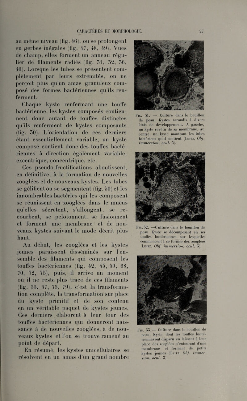 au même niveau (fig. 46), ou se prolongent en gerbes inégales (fig. 47, 4cS, 49). Vues de champ, elles forment un anneau régu¬ lier de filaments radiés (fig. 51, 52, 56, 40). Lorsque les tubes se présentent com¬ plètement par leurs extrémités, on ne perçoit plus qu’un amas granuleux com¬ posé des formes bactériennes qu'ils ren¬ ferment. Chaque kyste renfermant une touffe bactérienne, les kystes composés contien¬ nent donc autant de touffes distinctes qu’ils renferment de kystes composants (fig. 50). L’orientation de ces derniers étant essentiellement variable, un kyste composé contient donc des touffes bacté¬ riennes à direction également variable, excentrique, concentrique, etc. Ces pseudo-fructifications aboutissent, en définitive, à la formation de nouvelles zooglées et de nouveaux kystes. Les tubes se gélifient ou se segmentent (fig. 50) et les innombrables bactéries qui les composent se réunissent en zooglées dans le mucus qu’elles sécrètent, s’allongent, se re¬ courbent, se pelotonnent, se fusionnent et forment une membrane et de nou¬ veaux kystes suivant le mode décrit plus haut. Au début, les zooglées et les kystes jeunes paraissent disséminés sur l’en¬ semble des filaments qui composent les touffes bactériennes (fig. 42, 45, 59, 68, 70, 72, 75), puis, il arrive un moment où il ne reste plus trace de ces filaments (fig. 55, 57, 75, 79), c’est la transforma¬ tion complète, la transformation sur place du kyste primitif et de son contenu en un véritable paquet de kystes jeunes. Ces derniers élaborent à leur tour des touffes bactériennes qui donneront nais¬ sance à de nouvelles zooglées, à de nou¬ veaux kystes et l’on se trouve ramené au point de départ. En résumé, les kystes unicellulaires se Fig. 31. — Culture dans le bouillon de peau. Kystes arrondis à divers états de développement. A gauche, un kyste revêtu de sa membrane. Au centre, un kyste montrant les tubes bactériens qu'il contient (Leitz, Obj. immersion, ocui. 3). Fig.32. —Culture dans le bouillon de peau. Kyste se décomposant en ses touffes bactériennes sur lesquelles commencent à se former des zooglées (Leitz, Obj. immersion, ocul. 3). FiG. 53.— Culture dans le bouillon de peau. Kyste dont les touffes bacté¬ riennes ont disparu en laissant a leur place des zooglées s’entourant d’une membrane et formant de petits kystes jeunes Leitz, Obj. immer¬