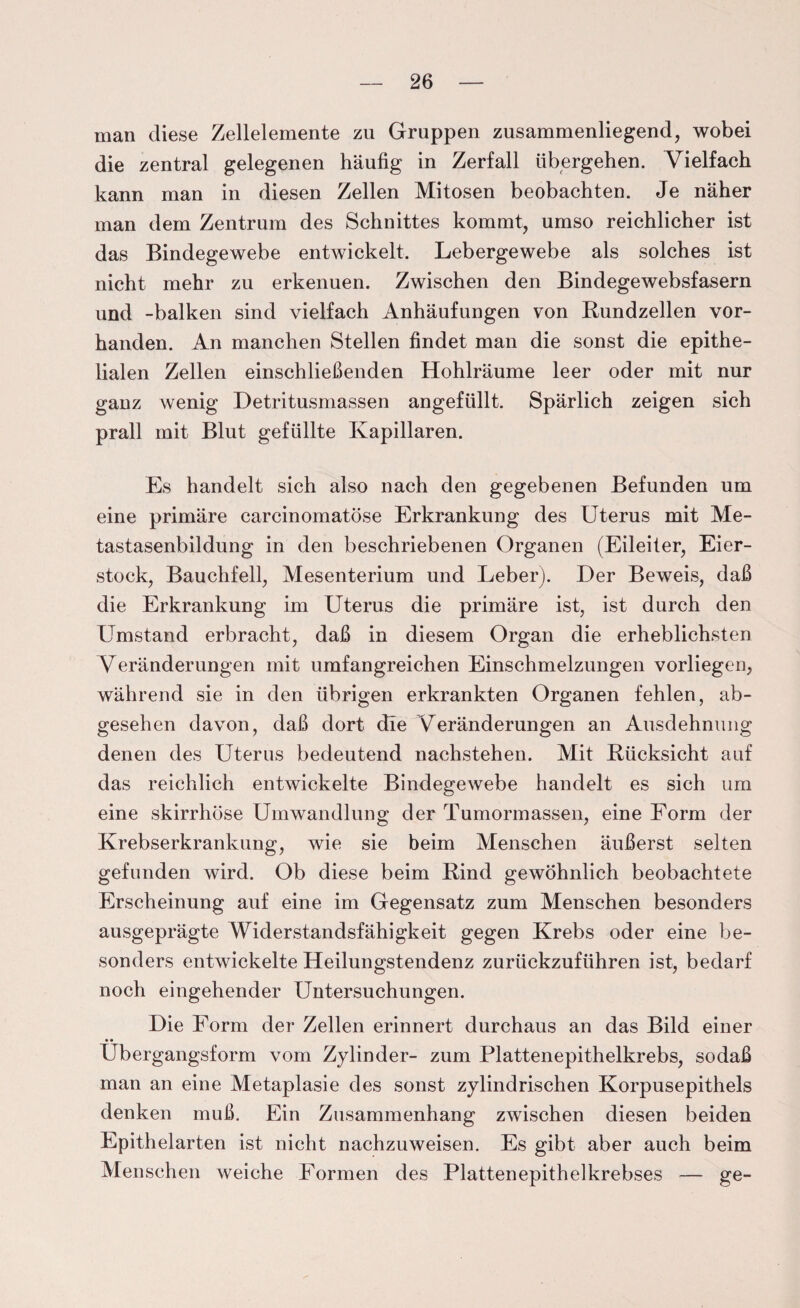 man diese Zellelemente zu Gruppen zusammenliegend, wobei die zentral gelegenen häufig in Zerfall übergehen. Vielfach kann man in diesen Zellen Mitosen beobachten. Je näher man dem Zentrum des Schnittes kommt, umso reichlicher ist das Bindegewebe entwickelt. Lebergewebe als solches ist nicht mehr zu erkenuen. Zwischen den Bindegewebsfasern und -balken sind vielfach Anhäufungen von Rundzellen vor¬ handen. An manchen Stellen findet man die sonst die epithe¬ lialen Zellen einschließenden Hohlräume leer oder mit nur ganz wenig Detritusmassen angefüllt. Spärlich zeigen sich prall mit Blut gefüllte Kapillaren. Es handelt sich also nach den gegebenen Befunden um eine primäre carcinomatöse Erkrankung des Uterus mit Me¬ tastasenbildung in den beschriebenen Organen (Eileiter, Eier¬ stock, Bauchfell, Mesenterium und Leber). Der Beweis, daß die Erkrankung im Uterus die primäre ist, ist durch den Umstand erbracht, daß in diesem Organ die erheblichsten Veränderungen mit umfangreichen Einschmelzungen vorliegen, während sie in den übrigen erkrankten Organen fehlen, ab¬ gesehen davon, daß dort die Veränderungen an Ausdehnung denen des Uterus bedeutend nachstehen. Mit Rücksicht auf das reichlich entwickelte Bindegewebe handelt es sich um eine skirrhöse Umwandlung der Tumormassen, eine Form der Krebserkrankung, wie sie beim Menschen äußerst selten gefunden wird. Ob diese beim Rind gewöhnlich beobachtete Erscheinung auf eine im Gegensatz zum Menschen besonders ausgeprägte Widerstandsfähigkeit gegen Krebs oder eine be¬ sonders entwickelte Heilungstendenz zurückzuführen ist, bedarf noch eingehender Untersuchungen. Die Form der Zellen erinnert durchaus an das Bild einer • • Ubergangsform vom Zylinder- zum Plattenepithelkrebs, sodaß man an eine Metaplasie des sonst zylindrischen Korpusepithels denken muß. Ein Zusammenhang zwischen diesen beiden Epithelarten ist nicht nachzuweisen. Es gibt aber auch beim Menschen weiche Formen des Plattenepithelkrebses — ge-