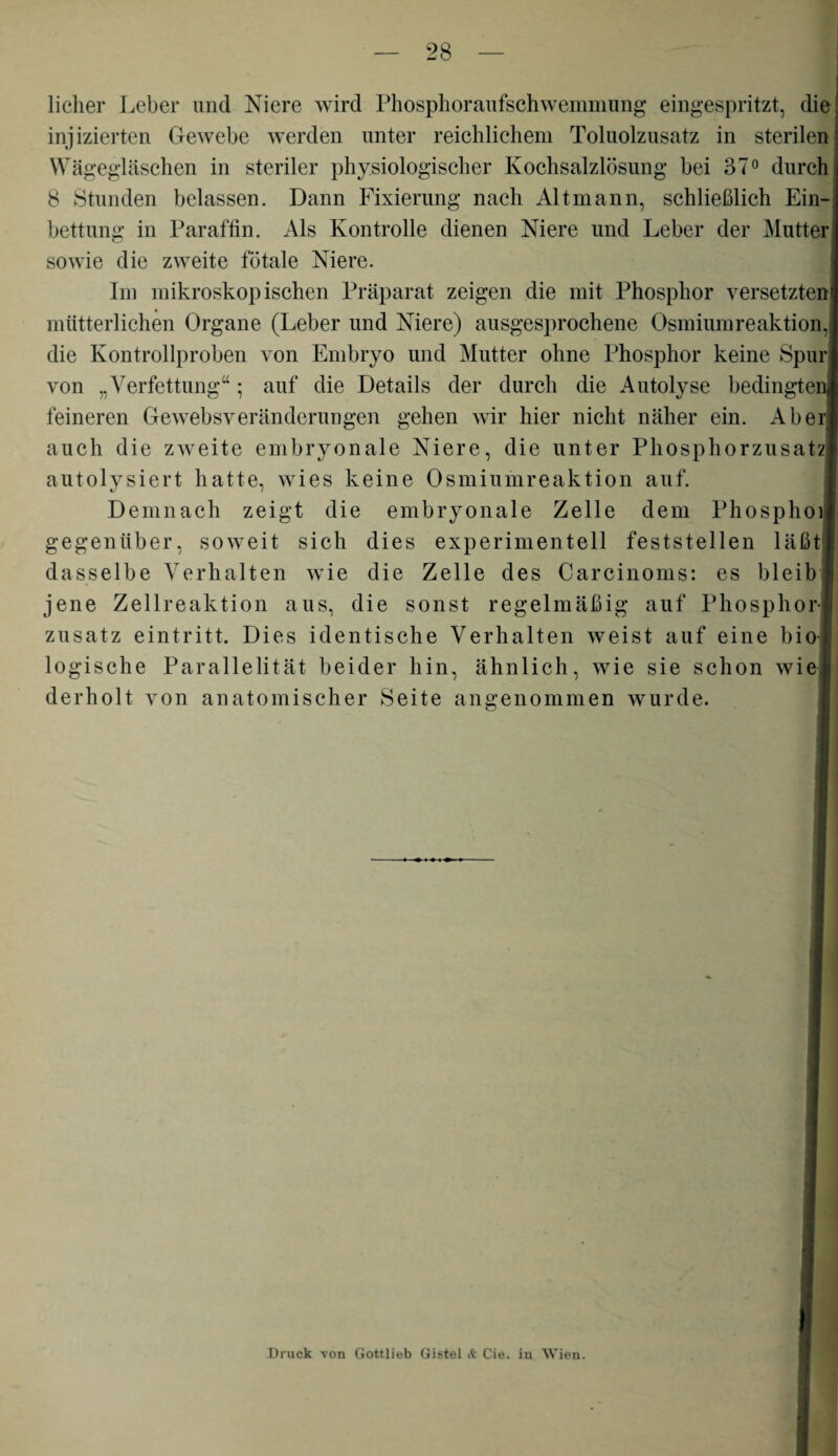 lieber Leber und Niere wird Phosphoraufschwemmung eingespritzt, die injizierten Gewebe werden unter reichlichem Toluolzusatz in sterilen Wägegläschen in steriler physiologischer Kochsalzlösung bei 37° durch 8 Stunden belassen. Dann Fixierung nach Alt mann, schließlich Ein¬ bettung in Paraffin. Als Kontrolle dienen Niere und Leber der Mutter sowie die zweite fötale Niere. Im mikroskopischen Präparat zeigen die mit Phosphor versetzten mütterlichen Organe (Leber und Niere) ausgesprochene Osmiumreaktion die Kontrollproben von Embryo und Mutter ohne Phosphor keine Spur von „Verfettung“ • auf die Details der durch die Autolyse bedingten, feineren Gewebsveränderungen gehen wir hier nicht näher ein. Aber auch die zweite embryonale Niere, die unter Phosphorzusatz autolysiert hatte, wies keine Osmiumreaktion auf. Demnach zeigt die embryonale Zelle dem Phosphoi gegenüber, soweit sich dies experimentell feststellen läßt dasselbe Verhalten wie die Zelle des Carcinoms: es bleib jene Zellreaktion aus, die sonst regelmäßig auf Phosphor¬ zusatz eint ritt. Dies identische Verhalten weist auf eine bio logische Parallelität beider hin, ähnlich, wie sie schon wie derholt von anatomischer Seite angenommen wurde. Druck -von Gottlieb Gistel & Cie. in Wien.