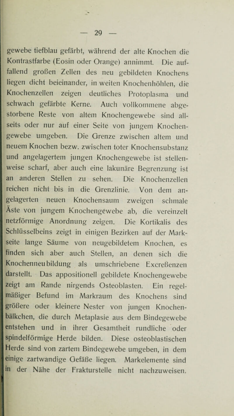 gewebe tiefblau gefärbt, während der alte Knochen die Kontrastfarbe (Eosin oder Orange) annimmt. Die auf¬ fallend großen Zellen des neu gebildeten Knochens liegen dicht beieinander, in weiten Knochenhöhlen, die I Knochenzellen zeigen deutliches Protoplasma und I schwach gefärbte Kerne. Auch vollkommene abge- I storbene Reste von altem Knochengewebe sind all- I seits oder nur auf einer Seite von jungem Knochen¬ gewebe umgeben. Die Grenze zwischen altem und neuem Knochen bezw. zwischen toter Knochensubstanz I und angelagertem jungen Knochengewebe ist stellen¬ weise scharf, aber auch eine lakunäre Begrenzung ist I an anderen Stellen zu sehen. Die Knochenzellen I reichen nicht bis in die Grenzlinie. Von dem an¬ gelagerten neuen Knochensaum zweigen schmale Äste von jungem Knochengewebe ab, die vereinzelt I netzförmige Anordnung zeigen. Die Kortikalis des Schlüsselbeins zeigt in einigen Bezirken auf der Mark¬ seite lange Säume von neugebildetem Knochen, es I finden sich aber auch Stellen, an denen sich die Knochenneubildung als umschriebene Excreßenzen I darstellt. Das appositionell gebildete Knochengewebe I zeigt am Rande nirgends Osteoblasten. Ein regel- I mäßiger Befund im Markraum des Knochens sind I größere oder kleinere Nester von jungen Knochen- bälkchen, die durch Metaplasie aus dem Bindegewebe || entstehen und in ihrer Gesamtheit rundliche oder I spindelförmige Eierde bilden. Diese osteoblastischen I Herde sind von zartem Bindegewebe umgeben, in dem ■ einige zartwandige Gefäße liegen. Markelemente sind I , Im der Nähe der Frakturstelle nicht nachzuweisen. I