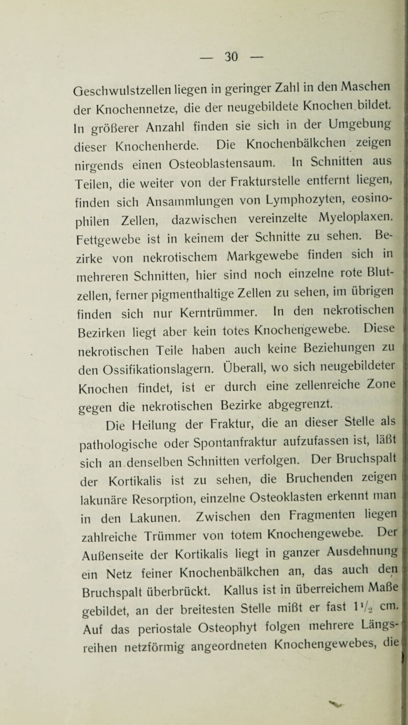Geschwulstzellen liegen in geringer Zahl in den Maschen der Knochennetze, die der neugebildete Knochen bildet. In größerer Anzahl finden sie sich in der Umgebung dieser Knochenherde. Die Knochenbälkchen zeigen niroends einen Osteoblastensaum. In Schnitten aus Teilen, die weiter von der Frakturstelle entfernt liegen, finden sich Ansammlungen von Lymphozyten, eosino¬ philen Zellen, dazwischen vereinzelte Myeloplaxen. Fettgewebe ist in keinem der Schnitte zu sehen. Be¬ zirke von nekrotischem Markgewebe finden sich in mehreren Schnitten, hier sind noch einzelne rote Blut¬ zellen, ferner pigmenthaltige Zellen zu sehen, im übrigen finden sich nur Kerntrümmer, ln den nekrotischen Bezirken liegt aber kein totes Knochengewebe. Diese nekrotischen Teile haben auch keine Beziehungen zu den Ossifikationslagern. Überall, wo sich neugebildeter Knochen findet, ist er durch eine zellenreiche Zone gegen die nekrotischen Bezirke abgegrenzt. Die Heilung der Fraktur, die an dieser Stelle als pathologische oder Spontanfraktur aufzufassen ist, läßt sich an denselben Schnitten verfolgen. Der Bruchspalt der Kortikalis ist zu sehen, die Bruchenden zeigen lakunäre Resorption, einzelne Osteoklasten erkennt man in den Lakunen. Zwischen den Fragmenten liegen zahlreiche Trümmer von totem Knochengewebe. Der Außenseite der Kortikalis liegt in ganzer Ausdehnung ein Netz feiner Knochenbälkchen an, das auch den Bruchspalt überbrückt. Kallus ist in überreichem Maße gebildet, an der breitesten Stelle mißt er fast 1 '!■> cm. Auf das periostale Osteophyt folgen mehrere Längs¬ reihen netzförmig angeordneten Knochengewebes, die