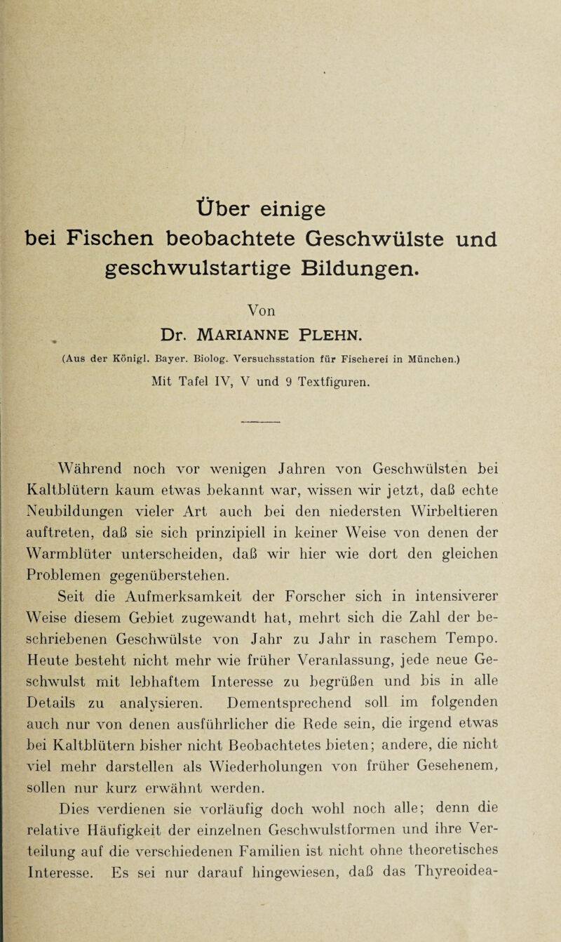 Über einige bei Fischen beobachtete Geschwülste und geschwulstartige Bildungen. Von Dr. Marianne Plehn. (Aus der Königl. Bayer. Biolog. Versuchsstation für Fischerei in München.) Mit Tafel IV, V und 9 Textfiguren. Während noch vor wenigen Jahren von Geschwülsten hei Kaltblütern kaum etwas .bekannt war, wissen wir jetzt, daß echte Neubildungen vieler Art auch bei den niedersten Wirbeltieren auftreten, daß sie sich prinzipiell in keiner Weise von denen der Warmblüter unterscheiden, daß wir hier wie dort den gleichen Problemen gegenüberstehen. Seit die Aufmerksamkeit der Forscher sich in intensiverer Weise diesem Gebiet zugewandt hat, mehrt sich die Zahl der be¬ schriebenen Geschwülste von Jahr zu Jahr in raschem Tempo. Heute besteht nicht mehr wie früher Veranlassung, jede neue Ge¬ schwulst mit lebhaftem Interesse zu begrüßen und bis in alle Details zu analysieren. Dementsprechend soll im folgenden auch nur von denen ausführlicher die Rede sein, die irgend etwas bei Kaltblütern bisher nicht Beobachtetes bieten; andere, die nicht viel mehr darstellen als Wiederholungen von früher Gesehenem, sollen nur kurz erwähnt werden. Dies verdienen sie vorläufig doch wohl noch alle; denn die relative Häufigkeit der einzelnen Geschwulstformen und ihre Ver¬ teilung auf die verschiedenen Familien ist nicht ohne theoretisches Interesse. Es sei nur darauf hingewiesen, daß das Thyreoidea-