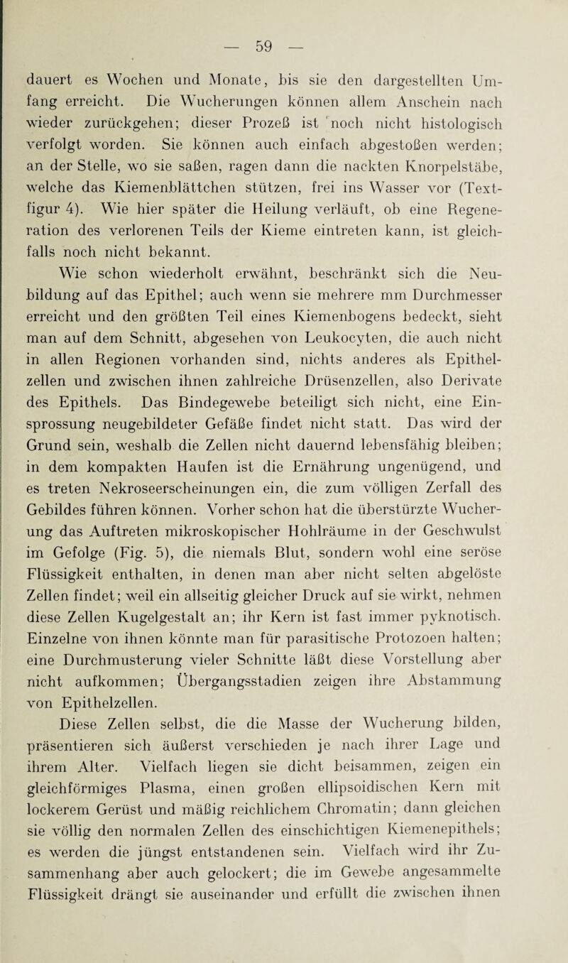 dauert es Wochen und Monate, bis sie den dargestellten Um¬ fang erreicht. Die Wucherungen können allem Anschein nach wieder zurückgehen; dieser Prozeß ist noch nicht histologisch verfolgt worden. Sie können auch einfach abgestoßen werden; an der Stelle, wo sie saßen, ragen dann die nackten Knorpelstäbe, welche das Kiemenblättchen stützen, frei ins Wasser vor (Text¬ figur 4). Wie hier später die Heilung verläuft, ob eine Regene¬ ration des verlorenen Teils der Kieme eintreten kann, ist gleich¬ falls noch nicht bekannt. Wie schon wiederholt erwähnt, beschränkt sich die Neu¬ bildung auf das Epithel; auch wenn sie mehrere mm Durchmesser erreicht und den größten Teil eines Kiemenbogens bedeckt, sieht man auf dem Schnitt, abgesehen von Leukocyten, die auch nicht in allen Regionen vorhanden sind, nichts anderes als Epithel¬ zellen und zwischen ihnen zahlreiche Drüsenzellen, also Derivate des Epithels. Das Bindegewebe beteiligt sich nicht, eine Ein¬ sprossung neugebildeter Gefäße findet nicht statt. Das wird der Grund sein, weshalb die Zellen nicht dauernd lebensfähig bleiben; in dem kompakten Haufen ist die Ernährung ungenügend, und es treten Nekroseerscheinungen ein, die zum völligen Zerfall des Gebildes führen können. Vorher schon hat die überstürzte Wucher¬ ung das Auftreten mikroskopischer Hohlräume in der Geschwulst im Gefolge (Fig. 5), die niemals Blut, sondern wohl eine seröse Flüssigkeit enthalten, in denen man aber nicht selten abgelöste Zellen findet; weil ein allseitig gleicher Druck auf sie wirkt, nehmen diese Zellen Kugelgestalt an; ihr Kern ist fast immer pyknotisch. Einzelne von ihnen könnte man für parasitische Protozoen halten; eine Durchmusterung vieler Schnitte läßt diese Vorstellung aber nicht aufkommen; Übergangsstadien zeigen ihre Abstammung von Epithelzellen. Diese Zellen selbst, die die Masse der Wucherung bilden, präsentieren sich äußerst verschieden je nach ihrer Lage und ihrem Alter. Vielfach liegen sie dicht beisammen, zeigen ein gleichförmiges Plasma, einen großen ellipsoidischen Kern mit lockerem Gerüst und mäßig reichlichem Chromatin; dann gleichen sie völlig den normalen Zellen des einschichtigen Kiemenepithels; es werden die jüngst entstandenen sein. Vielfach wird ihr Zu¬ sammenhang aber auch gelockert; die im Gewebe angesammelte Flüssigkeit drängt sie auseinander und erfüllt die zwischen ihnen