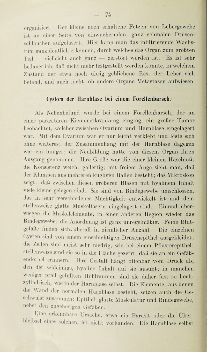 organisiert. Der kleine noch erhaltene Fetzen von Lebergewebe ist an einer Seite von einwuchernden, ganz schmalen Drüsen¬ schläuchen aufgefasert. Hier kann man das infiltrierende Wachs¬ tum ganz deutlich erkennen, durch welches das Organ zum größten Teil — vielleicht auch ganz — zerstört worden ist. Es ist sehr bedauerlich, daß nicht mehr festgestellt werden konnte, in welchem Zustand der etwa noch übrig gebliebene Rest der Leber sich befand, und auch nicht, ob andere Organe Metastasen aufwiesen Cystom der Harnblase bei einem Forellenbarsch. Als Nebenbefund wurde bei einem Forellenbarsch, der an einer parasitären Kiemenerkrankung einging, ein großer Tumor beobachtet, welcher zwischen Ovarium und Harnblase eingelagert war. Mit dem Ovarium war er nur leicht verklebt und loste sich ohne weiteres; der Zusammenhang mit der Harnblase dagegen war ein inniger; die Neubildung hatte von diesem Organ ihren Ausgang genommen. Ihre Größe war die einer kleinen Haselnuß; die Konsistenz weich, gallertig; mit freiem Auge sieht man, daß der Klumpen aus mehreren kugligen Ballen besteht; das Mikroskop zeigt, daß zwischen diesen größeren Blasen mit hyalinem Inhalt viele kleine gelegen sind. Sie sind von Bindegewebe umschlossen, das in sehr verschiedener Mächtigkeit entwickelt ist und dem stellenweise glatte Muskelfasern eingelagert sind. Einmal über¬ wiegen die Muskelelemente, in einer anderen Region wieder das Bindegewebe; die Anordnung ist ganz unregelmäßig. Feine Blut¬ gefäße finden sich, überall in ziemlicher Anzahl. Die einzelnen Cysten sind von einem einschichtigen Drüsenepithel ausgekleidet; die Zellen sind meist sehr niedrig, wie bei einem Pflasterepithel; stellenweise sind sie sc in die Fläche gezerrt, daß sie an ein Gefäß¬ endothel erinnern. Ihre Gestalt hängt offenbar vom Druck ab, den der schleimige, hyaline Inhalt auf sie ausübt; in manchen weniger prall gefüllten Hohlräumen sind sie daher fast so hoch- zylindrisch, wie in der Harnblase selbst. Die Elemente, aus denen die Wand der normalen Harnblase besteht, setzen auch die Ge¬ schwulst zusammen: Epithel, glatte Muskulatur und Bindegewebe, nebst den zugehörigen Gefäßen. Eine erkennbare Ursache, etwa ein Parasit oder die Über¬ bleibsel eines solchen, ist nicht vorhanden. Die Harnblase selbst