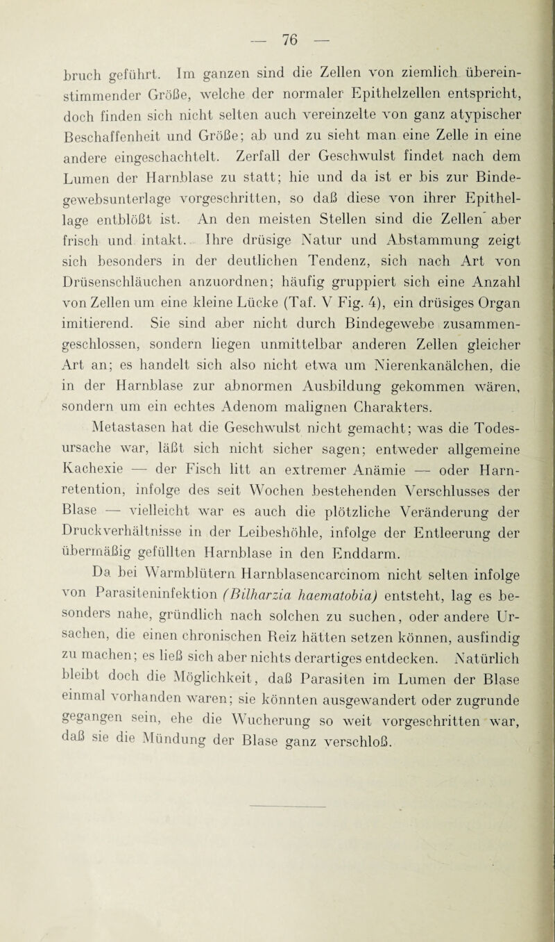 bruch geführt. Im ganzen sind die Zellen von ziemlich überein¬ stimmender Größe, welche der normaler Epithelzellen entspricht, doch finden sich nicht selten auch vereinzelte von ganz atypischer Beschaffenheit und Größe; ah und zu sieht man eine Zelle in eine andere eingeschachtelt. Zerfall der Geschwulst findet nach dem Lumen der Harnblase zu statt; hie und da ist er bis zur Binde- gewebsunterlage vorgeschritten, so daß diese von ihrer Epithel¬ lage entblößt ist. An den meisten Stellen sind die Zellen aber frisch und intakt. Ihre drüsige Natur und Abstammung zeigt sich besonders in der deutlichen Tendenz, sich nach Art von Drüsenschläuchen anzuordnen; häufig gruppiert sich eine Anzahl von Zellen um eine kleine Lücke (Taf. V Fig. 4), ein drüsiges Organ imitierend. Sie sind aber nicht durch Bindegewebe zusammen¬ geschlossen, sondern liegen unmittelbar anderen Zellen gleicher Art an; es handelt sich also nicht etwa um Nierenkanälchen, die in der Harnblase zur abnormen Ausbildung gekommen wären, sondern um ein echtes Adenom malignen Charakters. Metastasen hat die Geschwulst nicht gemacht; was die Todes¬ ursache war, läßt sich nicht sicher sagen; entweder allgemeine Kachexie — der Fisch litt an extremer Anämie — oder Harn¬ retention, infolge des seit Wochen bestehenden Verschlusses der Blase — vielleicht war es auch die plötzliche Veränderung der Druckverhältmsse in der Leibeshöhle, infolge der Entleerung der übermäßig gefüllten Harnblase in den Enddarm. Da hei Warmblütern Harnblasencarcinom nicht selten infolge von Parasiteninfektion (Bilharzia haematobia) entsteht, lag es be¬ sonders nahe, gründlich nach solchen zu suchen, oder andere Ur¬ sachen, die einen chronischen Beiz hätten setzen können, ausfindig zu machen; es ließ sich aber nichts derartiges entdecken. Natürlich bleibt doch die Möglichkeit, daß Parasiten im Lumen der Blase einmal vorhanden waren; sie könnten ausgewandert oder zugrunde gegangen sein, ehe die Wucherung so weit vorgeschritten war, daß sie die Mündung der Blase ganz verschloß.