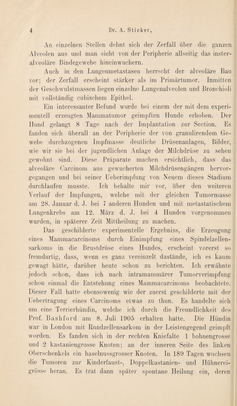 An einzelnen Stellen dehnt sich der Zerfall über die ganzen Alveolen aus und man sieht von der Peripherie allseitig das inster- alveoläre Bindegewebe hineinwuchern. Auch in den Lungenmetastasen herrscht der alveoläre Bau vor; der Zerfall erscheint stärker als im Primärtumor. Inmitten der Geschwulstmassen liegen einzelne Lungenalveolen und Bronchioli mit vollständig cubischem Epithel. Ein interessanter Befund wurde bei einem der mit dem experi¬ mentell erzeugten Mammatumor geimpften Hunde erhoben. Der Hund gelangt 8 Tage nach der Implantation zur Section. Es fanden sich überall an der Peripherie der von granulirendem Ge¬ webe durchzogenen Impfmasse deutliche Drüsenanlagen, Bilder, wie wir sie bei der jugendlichen Anlage der Milchdrüse zu sehen gewohnt sind. Diese Präparate machen ersichtlich, dass das alveoläre Carcinom aus gewucherten Milchdrüsengängen hervor¬ gegangen und bei seiner Ueberimpfung von Neuem dieses Stadium durchlaufen- musste. Ich behalte mir vor, über den weiteren Verlauf der Impfungen, welche mit der gleichen Tumormasse am 28. Januar d. J. bei 7 anderen Hunden und mit metastatischem Lungenkrebs am 12. März d. J. bei 4 Hunden vorgenommen wurden, in späterer Zeit Mittheilung zu machen. Das geschilderte experimentelle Ergebniss, die Erzeugung eines Mammacarcinoms durch Einimpfung eines Spindelzellen¬ sarkoms in die Brustdrüse eines Hundes, erscheint vorerst so fremdartig, dass, wenn es ganz vereinzelt dastände, ich es kaum gewagt hätte, darüber heute schon zu berichten. Ich erwähnte jedoch schon, dass ich nach intramammärer Tumorverimpfung schon einmal die Entstehung eines Mammacarcinoms beobachtete. Dieser Eall hatte ebensowenig wie der zuerst geschilderte mit der Uebertragung eines Carcinoms etwas zu thun. Es handelte sich um eine Terrierhündin, welche ich durch die Freundlichkeit des Prof. Bashford am 8. Juli 1905 erhalten hatte. Die Hündin war in London mit Rundzellensarkom in der Leistengegend geimpft worden. Es fanden sich in der rechten Kniefalte 1 bohnengrosse und 2 kastaniengrosse Knoten; an der inneren Seite des linken Oberschenkels ein haselnussgrosser Knoten. In 189 Tagen wuchsen die Tumoren zur Kinderfaust-, Doppelkastanien- und Hühnerei¬ grösse heran. Es trat dann später spontane Heilung ein, deren