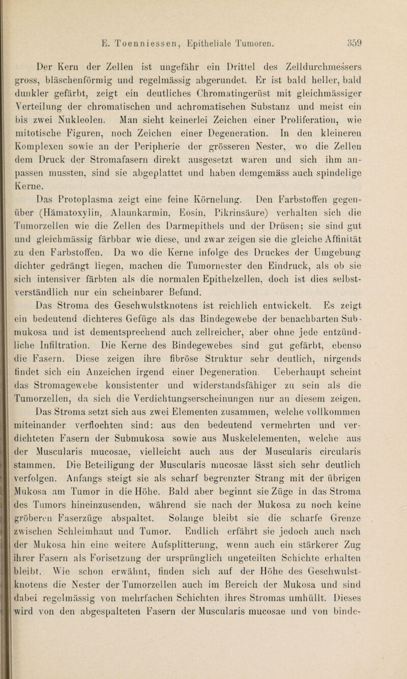 Der Kern der Zellen ist ungefähr ein Drittel des Zelldurchmessers gross, bläschenförmig und regelmässig abgerundet. Er ist bald heller, bald dunkler gefärbt, zeigt ein deutliches Chromatingerüst mit gleichmässiger Verteilung der chromatischen und achromatischen Substanz und meist ein bis zwei Nukleolen. Man sieht keinerlei Zeichen einer Proliferation, wie mitotische Figuren, noch Zeichen einer Degeneration. In den kleineren Komplexen sowie an der Peripherie der grösseren Nester, wo die Zellen dem Druck der Stromafasern direkt ausgesetzt waren und sich ihm an¬ passen mussten, sind sie abgeplattet und haben demgemäss auch spindelige Kerne. Das Protoplasma zeigt eine feine Körnelung. Den Farbstoffen gegen¬ über (Hämatoxylin, Alaunkarmin, Eosin, Pikrinsäure) verhalten sich die Tumorzellen wie die Zellen des Darmepithels und der Drüsen; sie sind gut und gleichmässig färbbar wie diese, und zwar zeigen sie die gleiche Affinität zu den Farbstoffen. Da wo die Kerne infolge des Druckes der Umgebung dichter gedrängt liegen, machen die Tumornester den Eindruck, als ob sie sich intensiver färbten als die normalen Epithelzellen, doch ist dies selbst¬ verständlich nur ein scheinbarer Befund. Das Stroma des Geschwulstknotens ist reichlich entwickelt. Es zeigt ein bedeutend dichteres Gefüge als das Bindegewebe der benachbarten Sub¬ mukosa und ist dementsprechend auch zellreicher, aber ohne jede entzünd¬ liche Infiltration. Die Kerne des Bindegewebes sind gut gefärbt, ebenso die Fasern. Diese zeigen ihre fibröse Struktur sehr deutlich, nirgends findet sich ein Anzeichen irgend einer Degeneration. Ueberhaupt scheint das Stromagewebe konsistenter und widerstandsfähiger zu sein als die Tumorzellen, da sich die Verdichtungserscheinungen nur an diesem zeigen. Das Stroma setzt sich aus zwei Elementen zusammen, welche vollkommen miteinander verflochten sind: aus den bedeutend vermehrten und ver¬ dichteten Fasern der Submukosa sowie aus Muskelelementen, welche aus der Muscularis mucosae, vielleicht auch aus der Muscularis circularis stammen. Die Beteiligung der Muscularis mucosae lässt sich sehr deutlich verfolgen. Anfangs steigt sie als scharf begrenzter Strang mit der übrigen Mukosa am Tumor in die Höhe. Bald aber beginnt sie Züge in das Stroma des Tumors hineinzusenden, während sie nach der Mukosa zu noch keine gröberen Faserzüge abspaltet. Solange bleibt sie die scharfe Grenze zwischen Schleimhaut und Tumor. Endlich erfährt sie jedoch auch nach der Mukosa hin eine weitere Aufsplitterung, wenn auch ein stärkerer Zug ihrer Fasern als Forisetzung der ursprünglich ungeteilten Schichte erhalten bleibt. Wie schon erwähnt, finden sich auf der Höhe des Geschwulst¬ knotens die Nester der Tumorzellen auch im Bereich der Mukosa und sind dabei regelmässig von mehrfachen Schichten ihres Stromas umhüllt. Dieses wird von den abgespalteten Fasern der Muscularis mucosae und von binde-