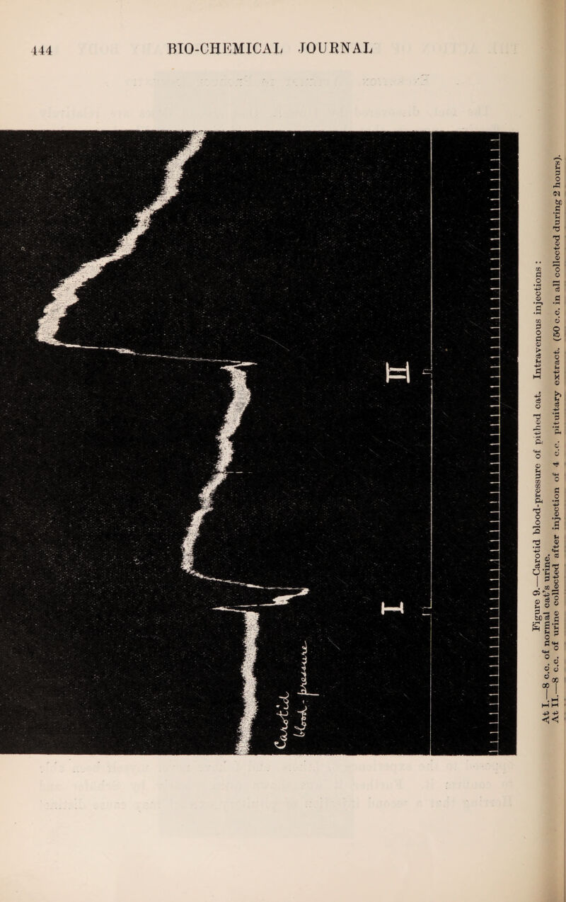 At I.—8 c.c. of normal cat’s urine.