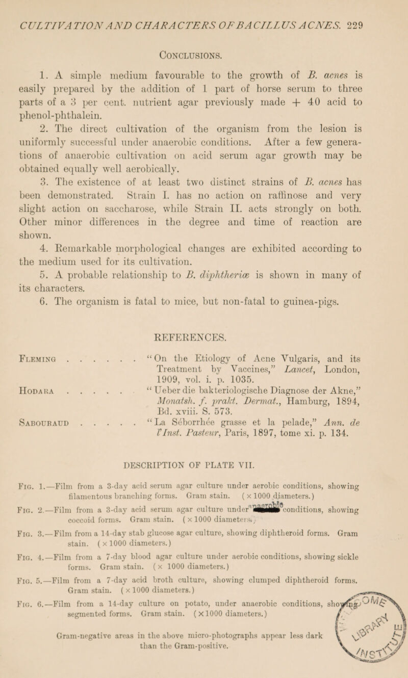 Conclusions. 1. A simple medium favourable to the growth of B. acnes is easily prepared by the addition of 1 part of horse serum to three parts of a 3 per cent, nutrient agar previously made + 40 acid to phenol-phthalein. 2. The direct cultivation of the organism from the lesion is uniformly successful under anaerobic conditions. After a few genera¬ tions of anaerobic cultivation on acid serum agar growth may be obtained equally well aerobically. 3. The existence of at least two distinct strains of B. acnes has been demonstrated. Strain I. has no action on raffinose and very slight action on saccharose, while Strain II. acts strongly on both. Other minor differences in the degree and time of reaction are shown. 4. Remarkable morphological changes are exhibited according to the medium used for its cultivation. 5. A probable relationship to B. diphtherias is shown in many of its characters. 6. The organism is fatal to mice, but non-fatal to guinea-pigs. REFERENCES. Fleming.“On the Etiology of Acne Vulgaris, and its Treatment by Vaccines,” Lancet, London, 1909, vol. i. p. 1035. IIodara. “ Ueber die bakteriologisclie Diagnose der Akne,” Monatsh. f. prakt. Dermat., Hamburg, 1894, Bd. xviii. S. 573. Sabouraud.“ La Scborrhee grasse et la pelade,” Ann. de VInst. Pasteur, Paris, 1897, tome xi. p. 134. DESCRIPTION OF PLATE VII. Fig. 1.—Film from a 3-day acid serum agar culture under aerobic conditions, showing filamentous branching forms. Gram stain. ( x 1000 diameters.) Fig. 2.—Film from a 3-day acid serum agar culture under* ilflijifii^eonditions, showing coccoid forms. Gram stain. ( x 1000 diameters*; Fig. 3. — Film from a 14-day stab glucose agar culture, showing diphtheroid forms. Gram stain. ( x 1000 diameters.) Fig. 4.—Film from a 7-day blood agar culture under aerobic conditions, showing sickle forms. Gram stain, (x 1000 diameters.) Fig. 5.—Film from a 7-day acid broth culture, showing clumped diphtheroid forms. Gram stain. ( x 1000 diameters.) Fig. 6.—Film from a 14-day culture on potato, under anaerobic conditions, sho segmented forms. Gram stain. ( X 1000 diameters.) Gram-negative areas in the above micro-photographs appear less dark than the Gram-positive,