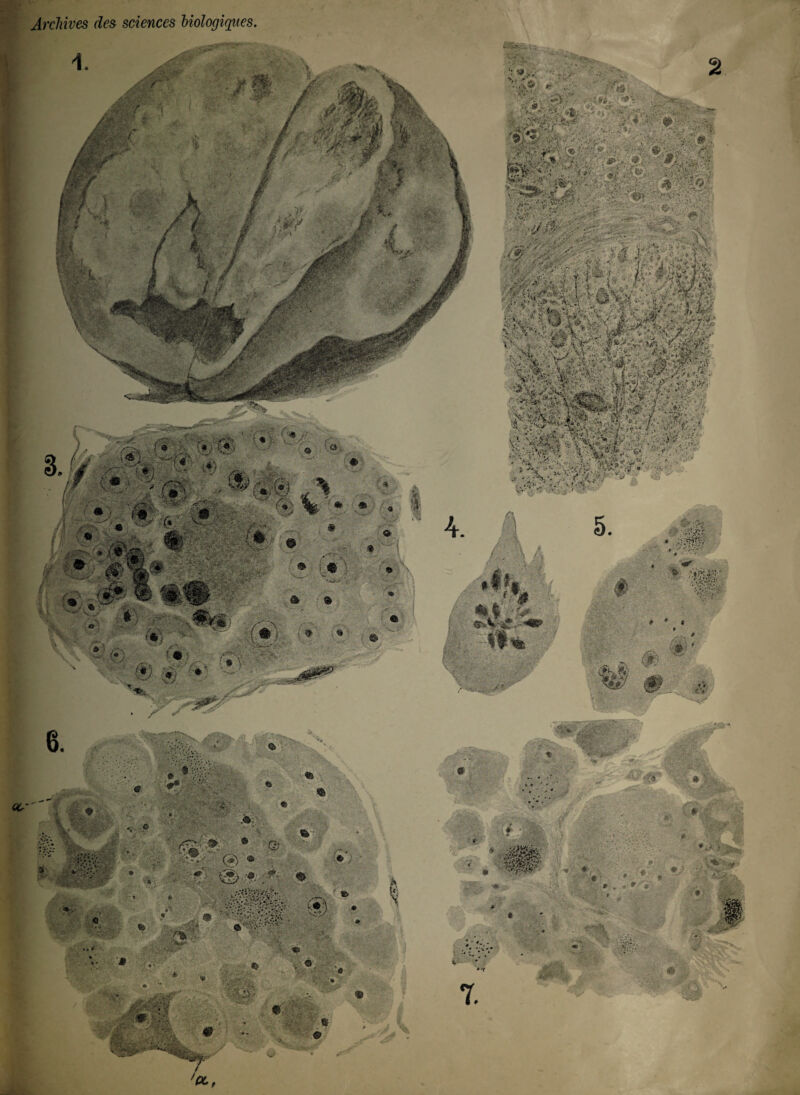 » Archives des sciences biologiques. 6. ‘î:»,V v Ca'1 •■•«.y r 2 v 1% (fi - M . -V . *c, -, ’ wteî ' •f : 'N A ^ ’i > • “ .1* • . • ••.'.•■ ••'*•. <V . , 5 * ••• '.;■- - V. ' & MMêiéï, i. *:€.S • ' ï'y> ' ' > ■ W • ;■' ^ \ a* â 5. «-.V-üf \ é; ' I# <s-* r* ? ‘ ; v^Kv'-fô* • / . * ■ æ * * © f. /■: * l1.'- « ; .*;- * ■•* A'&V w W*. ;* ■ L • • ' , m y'\ïm , . r* - ■ à S « • « *• »;• j >*? • > « y.9. •*. , J « ï, » ' Jfc ■. Û « si * JH| ; v* • • •* * » T * » *r'91 ,- iM, A* y