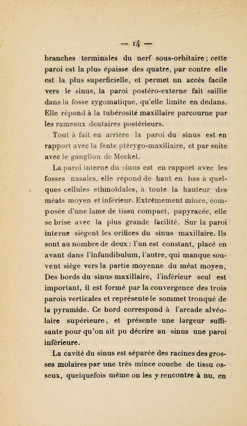branches terminales du nerf sous-orbitaire ; cette paroi est la plus épaisse des quatre, par contre elle est la plus superficielle, et permet un accès facile vers le sinus, la paroi postéro-externe fait saillie dans la fosse zygomatique, qu’elle limite en dedans. Elle répond à la tubérosité maxillaire parcourue par les rameaux dentaires postérieurs. Tout à fait en arrière la paroi du sinus est en rapport avec la fente ptérygo-maxillaire, et par suite avec le ganglion de Meckel. La paroi interne du sinus est en rapport avec les fosses nasales, elle répond de haut en bas à quel¬ ques cellules ethmoïdales, à toute la hauteur des méats moyen et inférieur. Extrêmement mince, com¬ posée d’une lame de tissu compact, papyracée, elle se brise avec la plus grande facilité. Sur la paroi interne siègent les orifices du sinus maxillaire. Ils sont au nombre de deux: Tun est constant, placé en avant dans Tinfundibulum, l’autre, qui manque sou¬ vent siège vers la partie moyenne du méat moyen, Des bords du sinus maxillaire, l’inférieur seul est important, il est formé par la convergence des trois parois verticales et représente le sommet tronqué de la pyramide. Ce bord correspond à l’arcade alvéo¬ laire supérieure, et présente une largeur suffi¬ sante pour qu’on ait pu décrire au sinus une paroi inférieure. La cavité du sinus est séparée des racines des gros¬ ses molaires par une très mince couche de tissu os¬ seux, quelquefois même on les y rencontre à nu, en