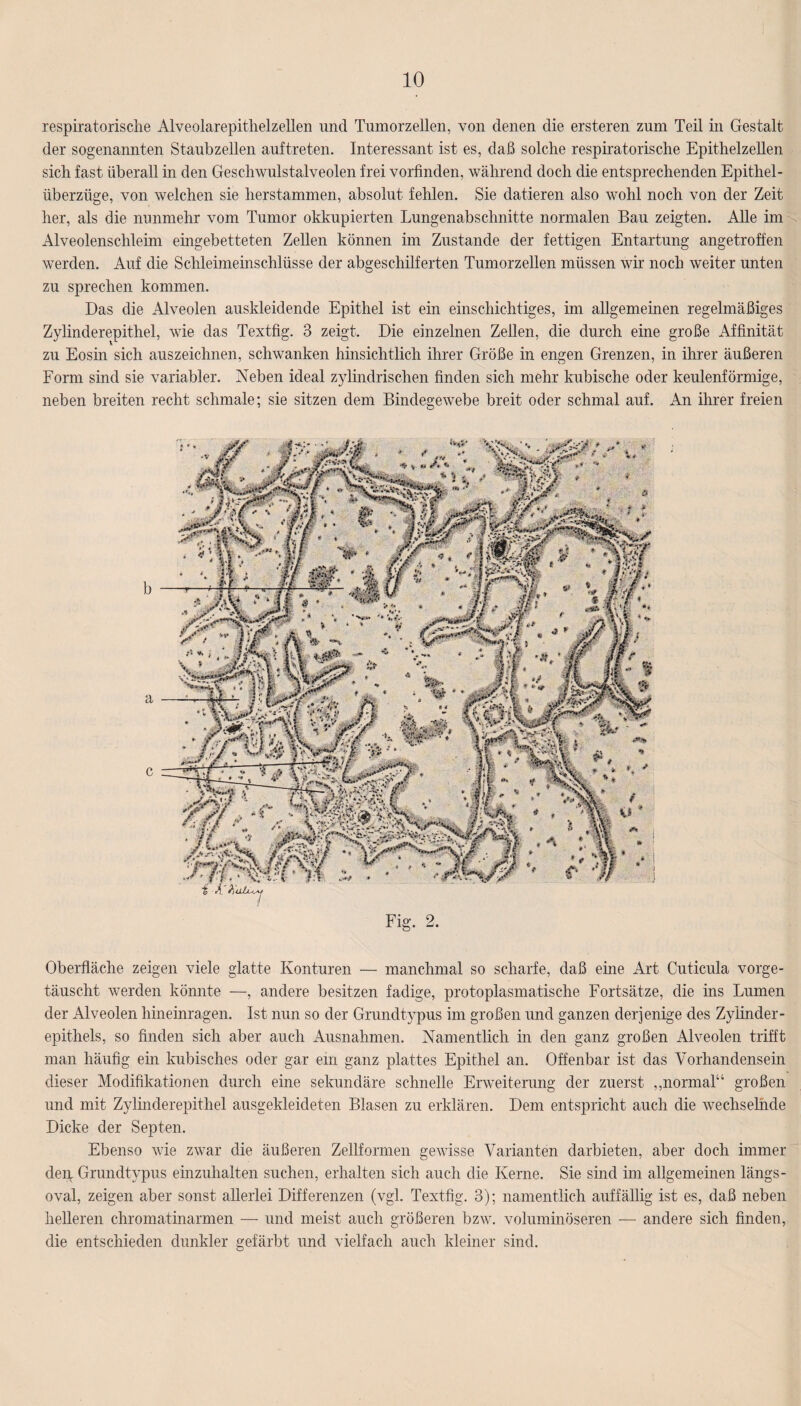 respiratorische Alveolarepithelzellen und Tumorzellen, von denen die ersteren zum Teil in Gestalt der sogenannten Staubzellen auftreten. Interessant ist es, daß solche respiratorische Epithelzellen sich fast überall in den Geschwulstalveolen frei vorfinden, während doch die entsprechenden Epithel¬ überzüge, von welchen sie herstammen, absolut fehlen. Sie datieren also wohl noch von der Zeit her, als die nunmehr vom Tumor okkupierten Lungenabschnitte normalen Bau zeigten. Alle im Alveolenschleim eingebetteten Zellen können im Zustande der fettigen Entartung angetroffen werden. Auf die Schleimeinschlüsse der abgeschilferten Tumorzellen müssen wir noch weiter unten zu sprechen kommen. Das die Alveolen auskleidende Epithel ist ein einschichtiges, im allgemeinen regelmäßiges Zylinderepithel, wie das Textfig. 3 zeigt. Die einzelnen Zellen, die durch eine große Affinität zu Eosin sich auszeichnen, schwanken hinsichtlich ihrer Größe in engen Grenzen, in ihrer äußeren Form sind sie variabler. Neben ideal zylindrischen finden sich mehr kubische oder keulenförmige, neben breiten recht schmale; sie sitzen dem Bindegewebe breit oder schmal auf. An ihrer freien Oberfläche zeigen viele glatte Konturen — manchmal so scharfe, daß eine Art Cuticula vorge¬ täuscht werden könnte —, andere besitzen fadige, protoplasmatische Fortsätze, die ins Lumen der Alveolen hineinragen. Ist nun so der Grundtypus im großen und ganzen derjenige des Zylinder¬ epithels, so finden sich aber auch Ausnahmen. Namentlich in den ganz großen Alveolen trifft man häufig ein kubisches oder gar em ganz plattes Epithel an. Offenbar ist das Vorhandensein dieser Modifikationen durch eine sekundäre schnelle Erweiterung der zuerst „normal“ großen und mit Zylinderepithel ausgekleideten Blasen zu erklären. Dem entspricht auch die wechselnde Dicke der Septen. Ebenso wie zwar die äußeren Zellformen gewisse Varianten darbieten, aber doch immer den, Grundtypus einzuhalten suchen, erhalten sich auch die Kerne. Sie sind im allgemeinen längs- oval, zeigen aber sonst allerlei Differenzen (vgl. Textfig. 3); namentlich auffällig ist es, daß neben helleren chromatinarmen — und meist auch größeren bzw. voluminöseren — andere sich finden, die entschieden dunkler gefärbt und vielfach auch kleiner sind.