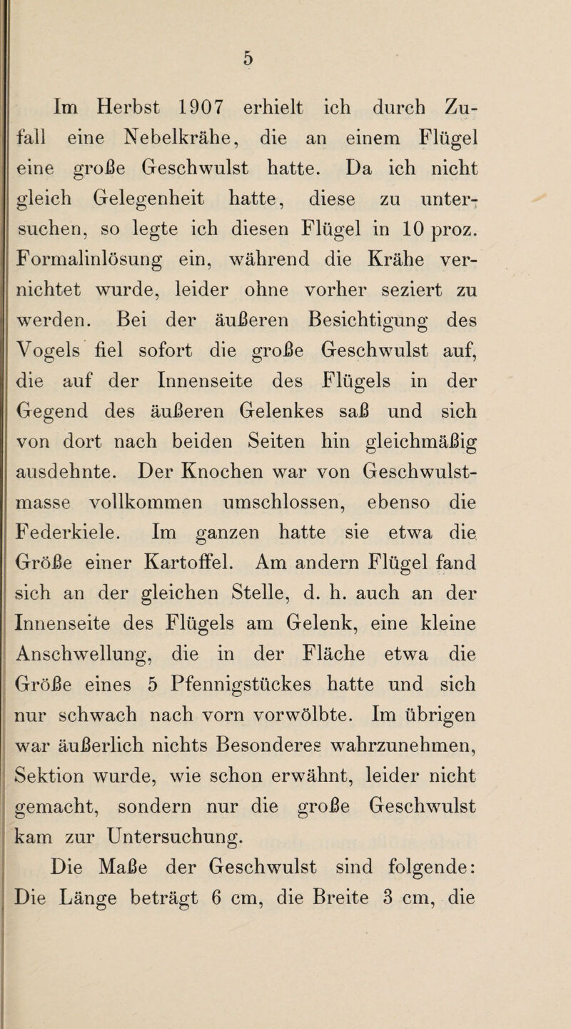 I I Im Herbst 1907 erhielt ich durch Zu¬ fall eine Nebelkrähe, die an einem Flügel eine große Geschwulst hatte. Da ich nicht gleich Gelegenheit hatte, diese zu unter¬ suchen, so legte ich diesen Flügel in 10 proz. Formalinlösung ein, während die Krähe ver¬ nichtet wurde, leider ohne vorher seziert zu werden. Bei der äußeren Besichtipuno' des o o Vogels fiel sofort die große Geschwulst auf, die auf der Innenseite des Flügels in der Gegend des äußeren Gelenkes saß und sich von dort nach beiden Seiten hin gleichmäßig ausdehnte. Der Knochen war von Geschwulst¬ masse vollkommen umschlossen, ebenso die Federkiele. Im ganzen hatte sie etwa die Größe einer Kartoffel. Am andern Flügel fand sich an der gleichen Stelle, d. h. auch an der Innenseite des Flügels am Gelenk, eine kleine 1 Anschwellung, die in der Fläche etwa die Größe eines 5 Pfennigstückes hatte und sich )• nur schwach nach vorn vorwölbte. Im übrigen war äußerlich nichts Besonderes wahrzunehmen, Sektion wurde, wie schon erwähnt, leider nicht i gemacht, sondern nur die große Geschwulst j kam zur Untersuchung. Die Maße der Geschwulst sind folgende: Die Länge beträgt 6 cm, die Breite 3 cm, die