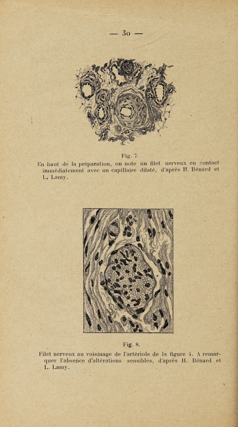 En liant de la préparation, on note un filet nerveux en contact immédiatement avec un capillaire dilaté, d'après H. Bénard et L. Lamy. Fig. 8. Filet nerveux au voisinage de l’artériole de la figure 4. A remar¬ quer l’absence d’altérations sensibles, d’après H. Bénard et L. Lamy.