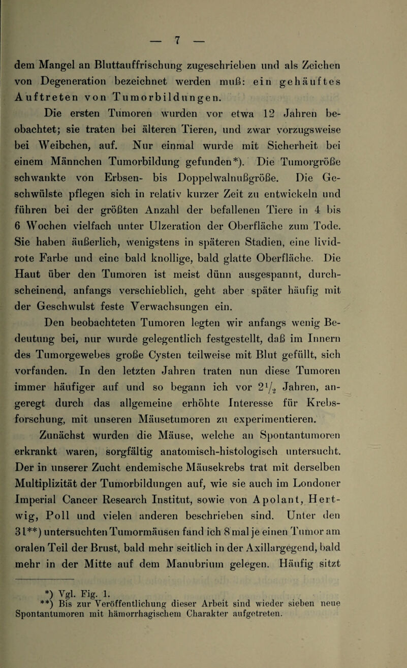 dem Mangel an Bluttauffrischung zugeschrieben und als Zeichen von Degeneration bezeichnet werden muß: ein gehäuftes Auftreten von Tumorbildungen. Die ersten Tumoren wurden vor etwa 12 Jahren be¬ obachtet; sie traten bei älteren Tieren, und zwar vorzugsweise bei Weibchen, auf. Nur einmal wurde mit Sicherheit bei einem Männchen Tumorbildung gefunden*). Die Tumorgröße schwankte von Erbsen- bis Doppelwalnußgröße. Die Ge¬ schwülste pflegen sich in relativ kurzer Zeit zu entwickeln und führen bei der größten Anzahl der befallenen Tiere in 4 bis 6 Wochen vielfach unter Ulzeration der Oberfläche zum Tode. Sie haben äußerlich, wenigstens in späteren Stadien, eine livid- rote Farbe und eine bald knollige, bald glatte Oberfläche. Die Haut über den Tumoren ist meist dünn ausgespannt, durch¬ scheinend, anfangs verschieblich, geht aber später häufig mit der Geschwulst feste Verwachsungen ein. Den beobachteten Tumoren legten wir anfangs wenig Be¬ deutung bei, nur wurde gelegentlich festgestellt, daß im Innern des Tumorgewebes große Cysten teilweise mit Blut gefüllt, sich vorfanden. In den letzten Jahren traten nun diese Tumoren immer häufiger auf und so begann ich vor 21/2 Jahren, an¬ geregt durch das allgemeine erhöhte Interesse für Krebs¬ forschung, mit unseren Mäusetumoren zu experimentieren. Zunächst wurden die Mäuse, welche an Spontantumoren erkrankt waren, sorgfältig anatomisch-histologisch untersucht. Der in unserer Zucht endemische Mäusekrebs trat mit derselben Multiplizität der Tumorbildungen auf, wie sie auch im Londoner Imperial Cancer Research Institut, sowie von Apolant, Hert- wig, Poll und vielen anderen beschrieben sind. Unter den 31**) untersuchten Tumormäusen fand ich 8 mal je einen Tumor am oralen Teil der Brust, bald mehr seitlich in der Axillargegend, bald mehr in der Mitte auf dem Manubrium gelegen. Häufig sitzt *) Vgl. Fig. 1. **) Bis zur Veröffentlichung dieser Arbeit sind wieder sieben neue Spontantumoren mit hämorrhagischem Charakter aufgetreten.