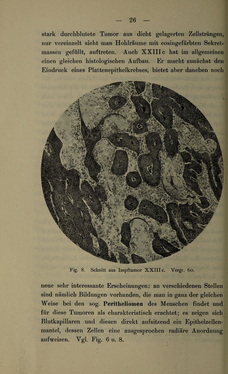 stark durchblutete Tumor aus dicht gelagerten Zellsträngen, nur vereinzelt sieht man Hohlräume mit eosingefärbten Sekret¬ massen gefüllt, auftreten. Auch XXIIIc hat im allgemeinen einen gleichen histologischen Aufbau. Er macht zunächst den Eindruck eines Plattenepithelkrebses, bietet aber daneben noch Fig. 8. Schnitt aus Impftumor XXIII c. Vergr. 60. neue sehr interessante Erscheinungen: an verschiedenen Stellen sind nämlich Bildungen vorhanden, die man in ganz der gleichen Weise bei den sog. Peritheliomen des Menschen findet und für diese Tumoren als charakteristisch erachtet; es zeigen sich Blutkapillaren und diesen direkt aufsitzend ein Epithelzellen¬ mantel, dessen Zellen eine ausgesprochen radiäre Anordnung auf weisen. Vgl. Fig. 6 u. 8.