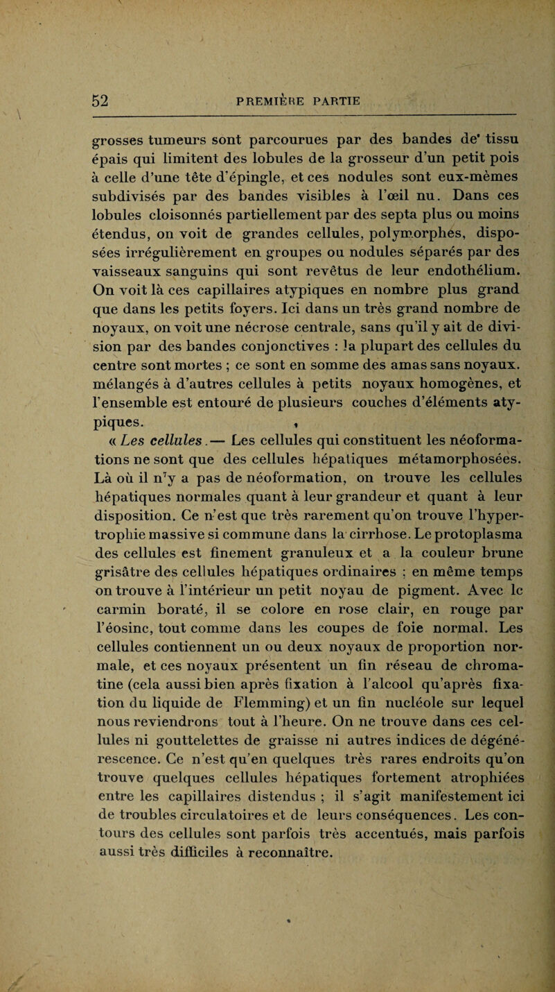 grosses tumeurs sont parcourues par des bandes de’ tissu épais qui limitent des lobules de la grosseur d’un petit pois à celle d’une tête d’épingle, et ces nodules sont eux-mèmes subdivisés par des bandes visibles à l’œil nu. Dans ces lobules cloisonnés partiellement par des septa plus ou moins étendus, on voit de grandes cellules, polymorphes, dispo¬ sées irrégulièrement en groupes ou nodules séparés par des vaisseaux sanguins qui sont revêtus de leur endothélium. On voit là ces capillaires atypiques en nombre plus grand que dans les petits foyers. Ici dans un très grand nombre de noyaux, on voit une nécrose centrale, sans qu’il y ait de divi¬ sion par des bandes conjonctives : 3a plupart des cellules du centre sont mortes ; ce sont en somme des amas sans noyaux, mélangés à d’autres cellules à petits noyaux homogènes, et l’ensemble est entouré de plusieurs couches d’éléments aty¬ piques. , <( Les cellules.— Les cellules qui constituent les néoforma¬ tions ne sont que des cellules hépatiques métamorphosées. Là où il n7y a pas de néoformation, on trouve les cellules hépatiques normales quant à leur grandeur et quant à leur disposition. Ce n’est que très rarement qu’on trouve l’hyper¬ trophie massive si commune dans la cirrhose. Le protoplasma des cellules est finement granuleux et a la couleur brune grisâtre des cellules hépatiques ordinaires ; en même temps on trouve à l’intérieur un petit noyau de pigment. Avec le carmin boraté, il se colore en rose clair, en rouge par l’éosinc, tout comme dans les coupes de foie normal. Les cellules contiennent un ou deux noyaux de proportion nor¬ male, et ces noyaux présentent un fin réseau de chroma¬ tine (cela aussi bien après fixation à l’alcool qu’après fixa¬ tion du liquide de Flemming) et un fin nucléole sur lequel nous reviendrons tout à l’heure. On ne trouve dans ces cel¬ lules ni gouttelettes de graisse ni autres indices de dégéné¬ rescence. Ce n’est qu’en quelques très rares endroits qu’on trouve quelques cellules hépatiques fortement atrophiées entre les capillaires distendus ; il s’agit manifestement ici de troubles circulatoires et de leurs conséquences. Les con¬ tours des cellules sont parfois très accentués, mais parfois aussi très difficiles à reconnaître.