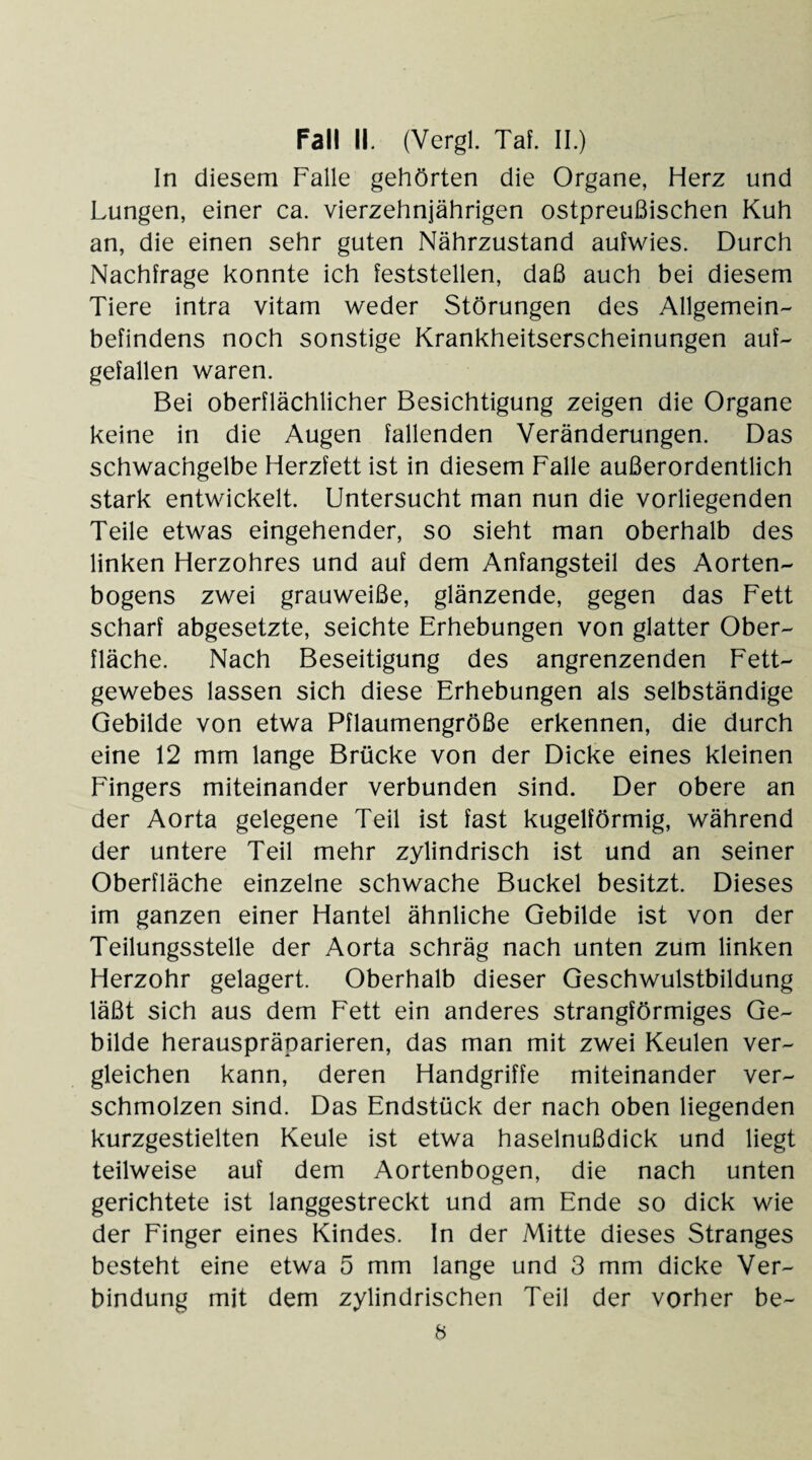 In diesem Falle gehörten die Organe, Herz und Lungen, einer ca. vierzehnjährigen ostpreußischen Kuh an, die einen sehr guten Nährzustand aulwies. Durch Nachfrage konnte ich feststellen, daß auch bei diesem Tiere intra vitam weder Störungen des Allgemein¬ befindens noch sonstige Krankheitserscheinungen auf¬ gefallen waren. Bei oberflächlicher Besichtigung zeigen die Organe keine in die Augen fallenden Veränderungen. Das schwachgelbe Herzfett ist in diesem Falle außerordentlich stark entwickelt. Untersucht man nun die vorliegenden Teile etwas eingehender, so sieht man oberhalb des linken Herzohres und auf dem Anfangsteil des Aorten¬ bogens zwei grauweiße, glänzende, gegen das Fett scharf abgesetzte, seichte Erhebungen von glatter Ober¬ fläche. Nach Beseitigung des angrenzenden Fett¬ gewebes lassen sich diese Erhebungen als selbständige Gebilde von etwa Pflaumengröße erkennen, die durch eine 12 mm lange Brücke von der Dicke eines kleinen Fingers miteinander verbunden sind. Der obere an der Aorta gelegene Teil ist fast kugelförmig, während der untere Teil mehr zylindrisch ist und an seiner Oberfläche einzelne schwache Buckel besitzt. Dieses im ganzen einer Hantel ähnliche Gebilde ist von der Teilungsstelle der Aorta schräg nach unten zum linken Herzohr gelagert. Oberhalb dieser Geschwulstbildung läßt sich aus dem Fett ein anderes strangförmiges Ge¬ bilde herauspräparieren, das man mit zwei Keulen ver¬ gleichen kann, deren Handgriffe miteinander ver¬ schmolzen sind. Das Endstück der nach oben liegenden kurzgestielten Keule ist etwa haselnußdick und liegt teilweise auf dem Aortenbogen, die nach unten gerichtete ist langgestreckt und am Ende so dick wie der Finger eines Kindes. In der Mitte dieses Stranges besteht eine etwa 5 mm lange und 3 mm dicke Ver¬ bindung mit dem zylindrischen Teil der vorher be- 6