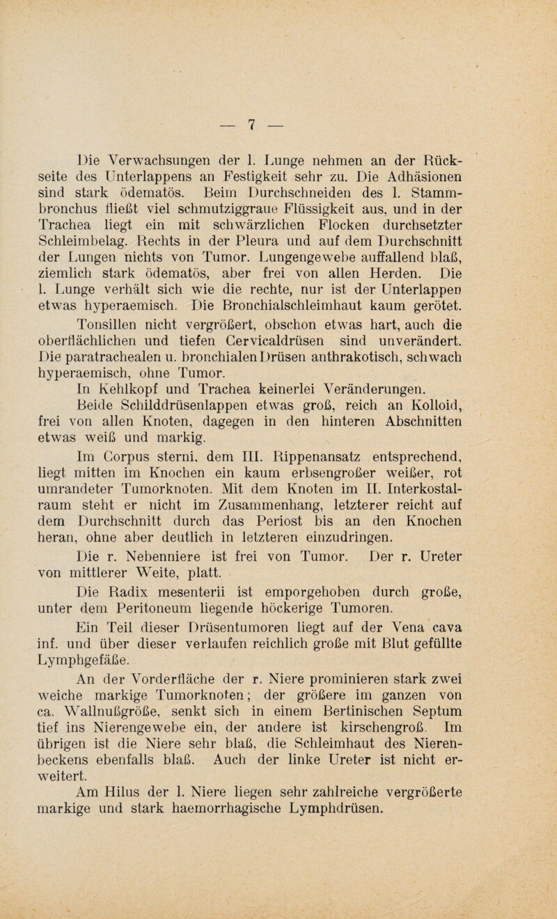 Die Verwachsungen der 1. Lunge nehmen an der Rück¬ seite des Unterlappens an Festigkeit sehr zu. Die Adhäsionen sind stark ödematös. Beim Durchschneiden des 1. Stamm¬ bronchus fließt viel schmutziggraue Flüssigkeit aus, und in der Trachea liegt ein mit schwärzlichen Flocken durchsetzter Schleimbelag. Rechts in der Pleura und auf dem Durchschnitt der Lungen nichts von Tumor. Lungengewebe auffallend blaß, ziemlich stark ödematös, aber frei von allen Herden. Die 1. Lunge verhält sich wie die rechte, nur ist der Unterlappen etwas hyperaemisch. Die Bronchialschleimhaut kaum gerötet. Tonsillen nicht vergrößert, obschon etwas hart, auch die oberflächlichen und tiefen Gervicaldrüsen sind unverändert. Die paratrachealen u. bronchialen Drüsen anthrakotisch, schwach hyperaemisch, ohne Tumor. In Kehlkopf und Trachea keinerlei Veränderungen. Beide Schilddrüsenlappen etwas groß, reich an Kolloid, frei von allen Knoten, dagegen in den hinteren Abschnitten etwas weiß und markig. Im Corpus sterni, dem III. Rippenansatz entsprechend, liegt mitten im Knochen ein kaum erbsengroßer weißer, rot umrandeter Tumorknoten. Mit dem Knoten im II. Interkostal¬ raum steht er nicht im Zusammenhang, letzterer reicht auf dem Durchschnitt durch das Periost bis an den Knochen heran, ohne aber deutlich in letzteren einzudringen. Die r. Nebenniere ist frei von Tumor. Der r. Ureter von mittlerer Weite, platt. Die Radix mesenterii ist emporgehoben durch große, unter dem Peritoneum liegende höckerige Tumoren. Ein Teil dieser Drüsentumoren liegt auf der Vena cava inf. und über dieser verlaufen reichlich große mit Blut gefüllte Lymphgefäße. An der Vorderfläche der r. Niere prominieren stark zwei weiche markige Tumorknoten; der größere im ganzen von ca. Wallnußgröße, senkt sich in einem Bertinischen Septum tief ins Nierengewebe ein, der andere ist kirschengroß. Im übrigen ist die Niere sehr blaß, die Schleimhaut des Nieren¬ beckens ebenfalls blaß. Auch der linke Ureter ist nicht er¬ weitert. Am Hilus der 1. Niere liegen sehr zahlreiche vergrößerte markige und stark haemorrhagische Lymphdrüsen.