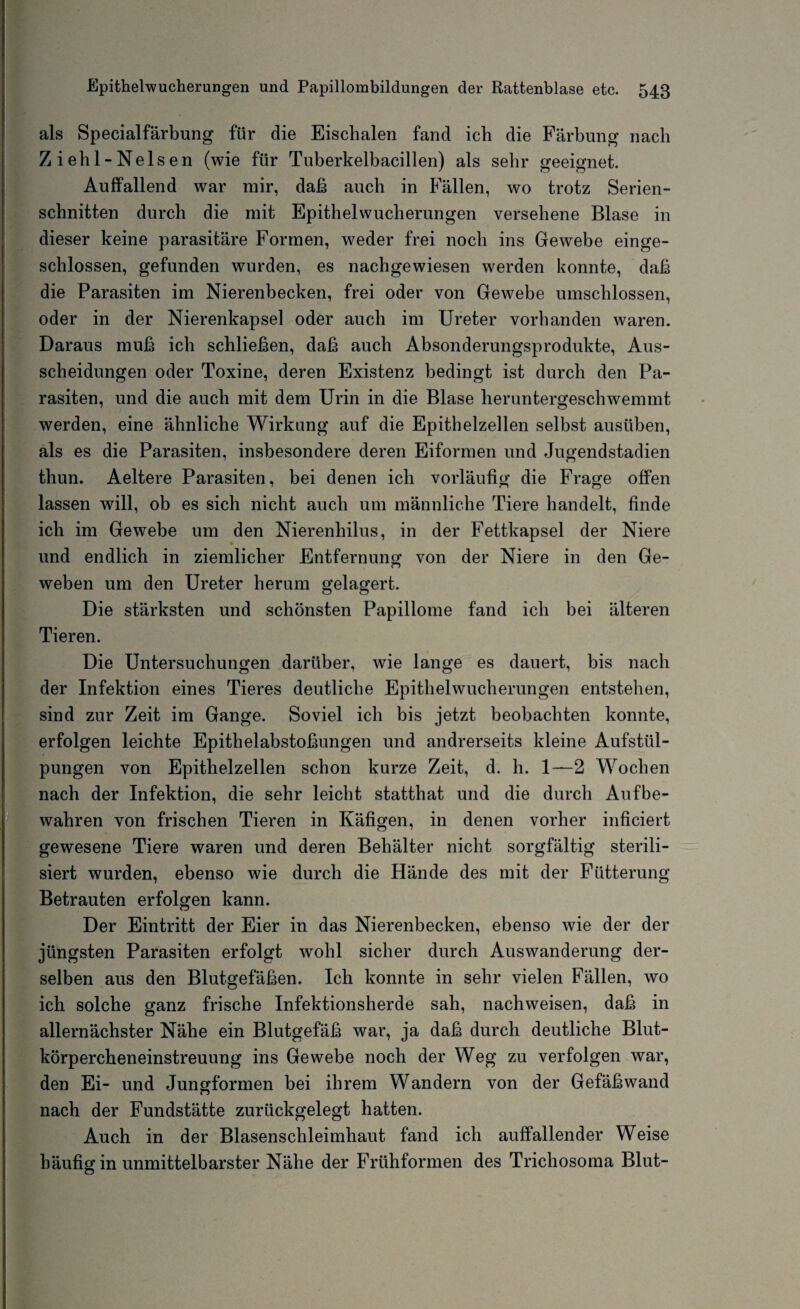 als Specialfärbung für die Eischalen fand ich die Färbung nach Ziehl-Nelsen (wie für Tuberkelbacillen) als sehr geeignet. Auffallend war mir, daß auch in Fällen, wo trotz Serien¬ schnitten durch die mit Epithelwucherungen versehene Blase in dieser keine parasitäre Formen, weder frei noch ins Gewebe einge¬ schlossen, gefunden wurden, es nachgewiesen werden konnte, daß die Parasiten im Nierenbecken, frei oder von Gewebe umschlossen, oder in der Nierenkapsel oder auch im Ureter vorhanden waren. Daraus muß ich schließen, daß auch Absonderungsprodukte, Aus¬ scheidungen oder Toxine, deren Existenz bedingt ist durch den Pa¬ rasiten, und die auch mit dem Urin in die Blase heruntergeschwemmt werden, eine ähnliche Wirkung auf die Epithelzellen selbst ausüben, als es die Parasiten, insbesondere deren Eiformen und Jugendstadien thun. Aeltere Parasiten, bei denen ich vorläufig die Frage offen lassen will, ob es sich nicht auch um männliche Tiere handelt, finde ich im Gewebe um den Nierenhilus, in der Fettkapsel der Niere und endlich in ziemlicher Entfernung von der Niere in den Ge¬ weben um den Ureter herum gelagert. Die stärksten und schönsten Papillome fand ich bei älteren Tieren. Die Untersuchungen darüber, wie lange es dauert, bis nach der Infektion eines Tieres deutliche Epithelwucherungen entstehen, sind zur Zeit im Gange. Soviel ich bis jetzt beobachten konnte, erfolgen leichte Epithelabstoßungen und andrerseits kleine Aufstül¬ pungen von Epithelzellen schon kurze Zeit, d. h. 1—2 Wochen nach der Infektion, die sehr leicht statthat und die durch Aufbe¬ wahren von frischen Tieren in Käfigen, in denen vorher inficiert gewesene Tiere waren und deren Behälter nicht sorgfältig sterili¬ siert wurden, ebenso wie durch die Hände des mit der Fütterung Betrauten erfolgen kann. Der Eintritt der Eier in das Nierenbecken, ebenso wie der der jüngsten Parasiten erfolgt wohl sicher durch Auswanderung der¬ selben aus den Blutgefäßen. Ich konnte in sehr vielen Fällen, wo ich solche ganz frische Infektionsherde sah, nachweisen, daß in allernächster Nähe ein Blutgefäß war, ja daß durch deutliche Blut¬ körpercheneinstreuung ins Gewebe noch der Weg zu verfolgen war, den Ei- und Jungformen bei ihrem Wandern von der Gefäßwand nach der Fundstätte zurückgelegt hatten. Auch in der Blasenschleimhaut fand ich auffallender Weise häufig in unmittelbarster Nähe der Frühformen des Trichosoma Blut-