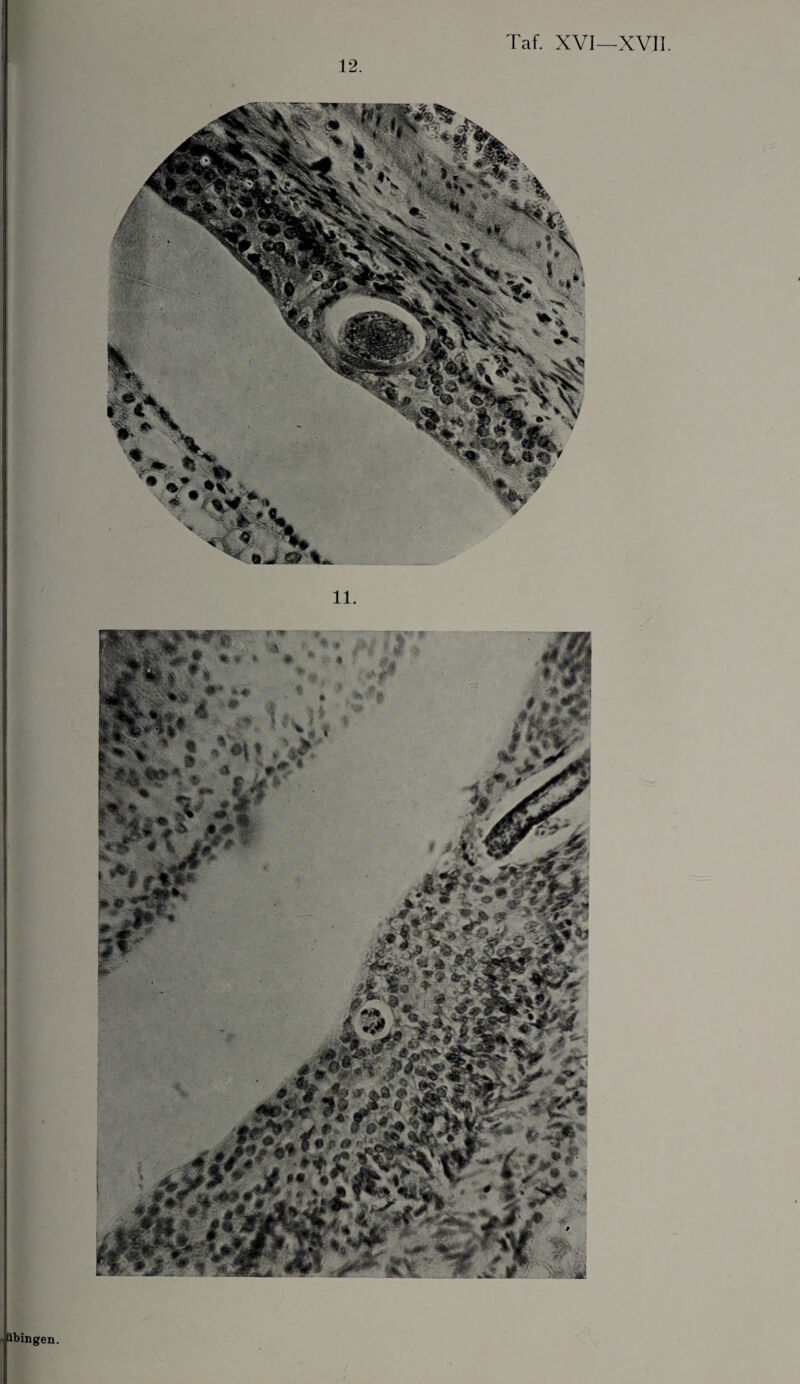 . 12. Taf. XVI—XVII. • lübingen.