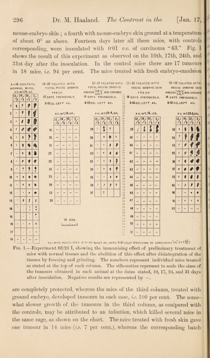 mouse-embryo skin ; a fourth with mouse-embryo skin ground at a temperature of about 0° as above. Fourteen days later all these mice, with controls corresponding, were inoculated with 0‘01 c.c. of carcinoma “ 63.” Fig. 1 shows the result of this experiment as observed on the 10th, 17th, 24th, and 31st day after the inoculation. In the control mice there are 17 tumours in 18 mice, i.e. 94 per cent. The mice treated with fresh embryo-emulsion |-I8 CONTROL NORMAL MICE. AV. WT.I5.GR 12/ '3 V /$ 26/ /3 7, 1 9 9 t 2 t ft ? f 3 / 1 1 1 4 1 * 4 # 5 1 % % V 1 6 • 9 $ % 7 • * ft $ 8 • f f # 9 t « ft < ft • 10 0 ® • II • 9 s> 12 • o « 13 • f t 1 14 - * « • • 15 t. • • 16 * • c e 17 • 9 18 - - - 69-28 TREATED WITH TOTAL MOUSE EMBRYO FRESH IS DAYS PREVIOUSLY. O-iOcC. LEFT AX. AV.WT.I4.GR. 10 cm. Lu.u..Uj_uJ 20-37 TREATED WITH TOTAL MOUSE EMBRYO FROZEN AND GROUND 14 DAYS PREVIOUSLY. 0-S0CC. LEFT AX. A V. WT.I4-4.GR. .2/ /3 19/ A 28/ A X 29 • l t 30 ft t 31 • 1 i 32 • f a 33 / / ) » 34 i • « ft « 35 • « 9 36 ft 9 f t 37 t 23— 5? TREATED WITH MOUSE EMBRYO SKIN FRESH 14 DAYS PREVIOUSLY. QSB CG. LE FT AX. 52-02 TREATED WITH MOUSE EMBRYO SKIN FROZEN gCAEL^AND GROUND 14 DAYS PREVIOUSLY. 0-10 CC. LEFT AX. AV. WT.I2-3.GR. 12/ A /3 26/ A y / 4 52 \ f i i 53 > f | |f 54 c 9 f t 55 * 1 f « .« 56 f 4 4 57 § § & f <> 53 t 1 # § 59 < t 9 9 66 • • t « 61 • • <0 ft 62 - - - - ALL MICE INOCUI AT F O » « 2-3-09 Right ax. with 9*GIcc.of EMULSION OF CARCINOMA 63. E X P.-fivf Fig. 1.—Experiment 63/24 I, showing the immunising effect of preliminary treatment of mice with normal tissues and the abolition of this effect after disintegration of the tissues by freezing and grinding. The numbers represent individual mice treated as stated at the top of each column. The silhouettes represent to scale the sizes of the tumours obtained in each animal at the dates stated, 10, 17, 24, and 31 days after inoculation. Negative results are represented by —. are completely protected, whereas the mice of the third column, treated with ground embryo, developed tumours in each case, i.e. 100 per cent. The some¬ what slower growth of the tumours in the third column, as compared with the controls, may be attributed to an infection, which killed several mice in the same cage, as shown on the chart. The mice treated with fresh skin gave one tumour in 14 mice (i.e. 7 per cent.), whereas the corresponding batch