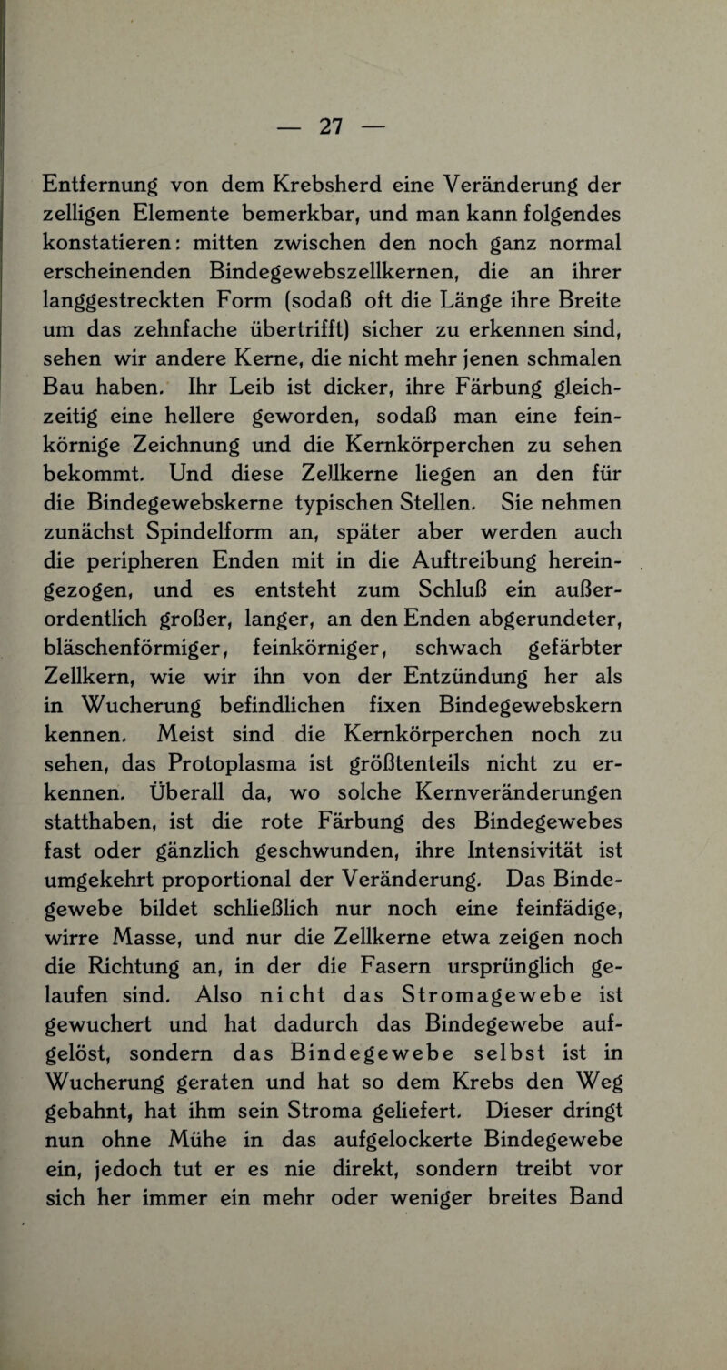 Entfernung von dem Krebsherd eine Veränderung der zelligen Elemente bemerkbar, und man kann folgendes konstatieren: mitten zwischen den noch ganz normal erscheinenden Bindegewebszellkernen, die an ihrer langgestreckten Form (sodaß oft die Länge ihre Breite um das zehnfache übertrifft) sicher zu erkennen sind, sehen wir andere Kerne, die nicht mehr jenen schmalen Bau haben. Ihr Leib ist dicker, ihre Färbung gleich¬ zeitig eine hellere geworden, sodaß man eine fein¬ körnige Zeichnung und die Kernkörperchen zu sehen bekommt. Und diese Zellkerne liegen an den für die Bindegewebskerne typischen Stellen. Sie nehmen zunächst Spindelform an, später aber werden auch die peripheren Enden mit in die Auftreibung herein¬ gezogen, und es entsteht zum Schluß ein außer¬ ordentlich großer, langer, an den Enden abgerundeter, bläschenförmiger, feinkörniger, schwach gefärbter Zellkern, wie wir ihn von der Entzündung her als in Wucherung befindlichen fixen Bindegewebskern kennen. Meist sind die Kernkörperchen noch zu sehen, das Protoplasma ist größtenteils nicht zu er¬ kennen. Überall da, wo solche Kernveränderungen statthaben, ist die rote Färbung des Bindegewebes fast oder gänzlich geschwunden, ihre Intensivität ist umgekehrt proportional der Veränderung. Das Binde¬ gewebe bildet schließlich nur noch eine feinfädige, wirre Masse, und nur die Zellkerne etwa zeigen noch die Richtung an, in der die Fasern ursprünglich ge¬ laufen sind. Also nicht das Stromagewebe ist gewuchert und hat dadurch das Bindegewebe auf¬ gelöst, sondern das Bindegewebe selbst ist in Wucherung geraten und hat so dem Krebs den Weg gebahnt, hat ihm sein Stroma geliefert. Dieser dringt nun ohne Mühe in das aufgelockerte Bindegewebe ein, jedoch tut er es nie direkt, sondern treibt vor sich her immer ein mehr oder weniger breites Band