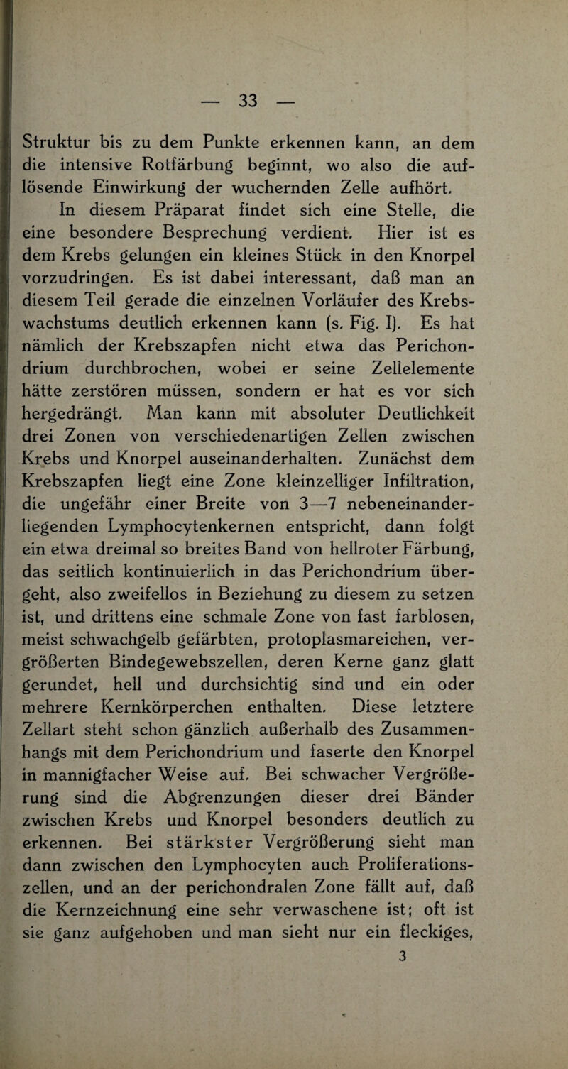 Struktur bis zu dem Punkte erkennen kann, an dem die intensive Rotfärbung beginnt, wo also die auf¬ lösende Einwirkung der wuchernden Zelle aufhört. In diesem Präparat findet sich eine Stelle, die eine besondere Besprechung verdient. Hier ist es dem Krebs gelungen ein kleines Stück in den Knorpel vorzudringen. Es ist dabei interessant, daß man an diesem Teil gerade die einzelnen Vorläufer des Krebs¬ wachstums deutlich erkennen kann (s. Fig. I). Es hat nämlich der Krebszapfen nicht etwa das Perichon- drium durchbrochen, wobei er seine Zellelemente hätte zerstören müssen, sondern er hat es vor sich hergedrängt. Man kann mit absoluter Deutlichkeit drei Zonen von verschiedenartigen Zellen zwischen Krebs und Knorpel auseinanderhalten. Zunächst dem Krebszapfen liegt eine Zone kleinzelliger Infiltration, die ungefähr einer Breite von 3—7 nebeneinander- liegenden Lymphocytenkernen entspricht, dann folgt ein etwa dreimal so breites Band von hellroter Färbung, das seitlich kontinuierlich in das Perichondrium über¬ geht, also zweifellos in Beziehung zu diesem zu setzen ist, und drittens eine schmale Zone von fast farblosen, meist schwachgelb gefärbten, protoplasmareichen, ver¬ größerten Bindegewebszellen, deren Kerne ganz glatt gerundet, hell und durchsichtig sind und ein oder mehrere Kernkörperchen enthalten. Diese letztere Zellart steht schon gänzlich außerhalb des Zusammen¬ hangs mit dem Perichondrium und faserte den Knorpel in mannigfacher Weise auf. Bei schwacher Vergröße¬ rung sind die Abgrenzungen dieser drei Bänder zwischen Krebs und Knorpel besonders deutlich zu erkennen. Bei stärkster Vergrößerung sieht man dann zwischen den Lymphocyten auch Proliferations¬ zellen, und an der perichondralen Zone fällt auf, daß die Kernzeichnung eine sehr verwaschene ist; oft ist sie ganz aufgehoben und man sieht nur ein fleckiges, 3