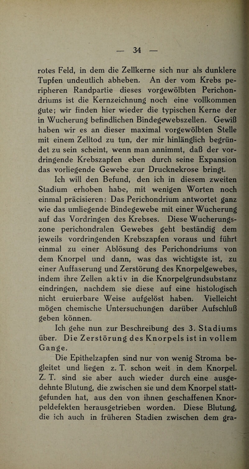 rotes Feld, in dem die Zellkerne sich nur als dunklere Tupfen undeutlich abheben. An der vom Krebs pe¬ ripheren Randpartie dieses vorgewölbten Perichon- driums ist die Kernzeichnung noch eine vollkommen gute; wir finden hier wieder die typischen Kerne der in Wucherung befindlichen Bindeg^webszellen. Gewiß haben wir es an dieser maximal vorgewölbten Stelle mit einem Zelltod zu tun, der mir hinlänglich begrün¬ det zu sein scheint, wenn man annimmt, daß der vor¬ dringende Krebszapfen eben durch seine Expansion das vorliegende Gewebe zur Drucknekrose bringt. Ich will den Befund, den ich in diesem zweiten Stadium erhoben habe, mit wenigen Worten noch einmal präcisieren: Das Perichondrium antwortet ganz wie das umliegende Bindegewebe mit einer Wucherung auf das Vordringen des Krebses. Diese Wucherungs¬ zone perichondralen Gewebes geht beständig dem jeweils vordringenden Krebszapfen voraus und führt einmal zu einer Ablösung des Perichondriums von dem Knorpel und dann, was das wichtigste ist, zu einer Auffaserung und Zerstörung des Knorpelgewebes, indem ihre Zellen aktiv in die Knorpelgrundsubstanz eindringen, nachdem sie diese auf eine histologisch nicht eruierbare Weise aufgelöst haben. Vielleicht mögen chemische Untersuchungen darüber Aufschluß geben können. Ich gehe nun zur Beschreibung des 3. Stadiums über. Die Zerstörung des Knorpels ist in vollem Gange. Die Epithelzapfen sind nur von wenig Stroma be¬ gleitet und liegen z. T. schon weit in dem Knorpel. Z. T. sind sie aber auch wieder durch eine ausge¬ dehnte Blutung, die zwischen sie und dem Knorpel statt¬ gefunden hat, aus den von ihnen geschaffenen Knor¬ peldefekten herausgetrieben worden. Diese Blutung, die ich auch in früheren Stadien zwischen dem gra-