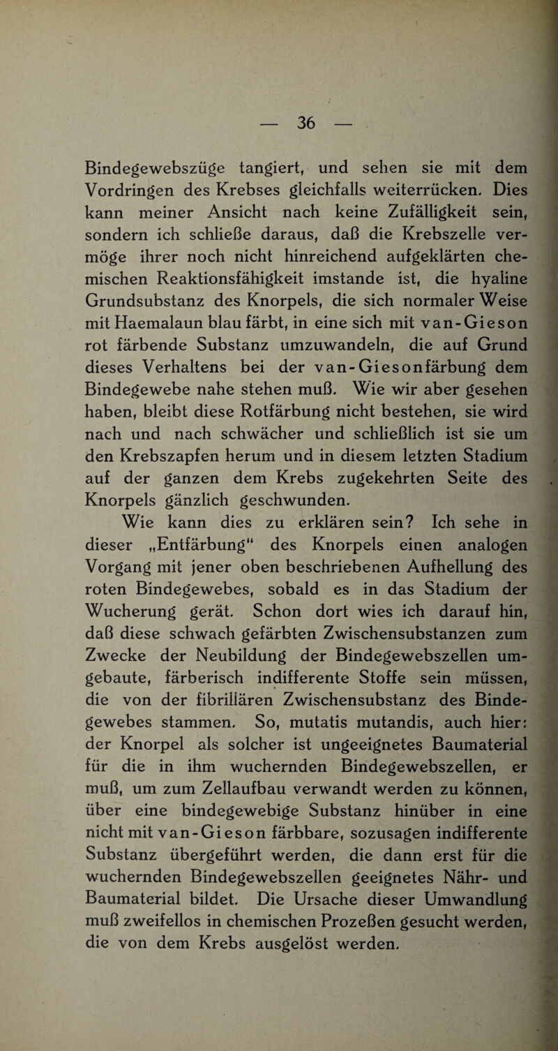 Bindegewebszüge tangiert, und sehen sie mit dem Vordringen des Krebses gleichfalls weiterrücken. Dies kann meiner Ansicht nach keine Zufälligkeit sein, sondern ich schließe daraus, daß die Krebszelle ver¬ möge ihrer noch nicht hinreichend aufgeklärten che¬ mischen Reaktionsfähigkeit imstande ist, die hyaline Grundsubstanz des Knorpels, die sich normaler Weise mit Haemalaun blau färbt, in eine sich mit van-Gieson rot färbende Substanz umzuwandeln, die auf Grund dieses Verhaltens bei der van-Giesonfärbung dem Bindegewebe nahe stehen muß. Wie wir aber gesehen haben, bleibt diese Rotfärbung nicht bestehen, sie wird nach und nach schwächer und schließlich ist sie um den Krebszapfen herum und in diesem letzten Stadium auf der ganzen dem Krebs zugekehrten Seite des Knorpels gänzlich geschwunden. Wie kann dies zu erklären sein? Ich sehe in dieser „Entfärbung“ des Knorpels einen analogen Vorgang mit jener oben beschriebenen Aufhellung des roten Bindegewebes, sobald es in das Stadium der Wucherung gerät. Schon dort wies ich darauf hin, daß diese schwach gefärbten Zwischensubstanzen zum Zwecke der Neubildung der Bindegewebszellen um¬ gebaute, färberisch indifferente Stoffe sein müssen, die von der fibrillären Zwischensubstanz des Binde¬ gewebes stammen. So, mutatis mutandis, auch hier: der Knorpel als solcher ist ungeeignetes Baumaterial für die in ihm wuchernden Bindegewebszellen, er muß, um zum Zellaufbau verwandt werden zu können, über eine bindegewebige Substanz hinüber in eine nicht mit van-Gieson färbbare, sozusagen indifferente Substanz übergeführt werden, die dann erst für die wuchernden Bindegewebszellen geeignetes Nähr- und Baumaterial bildet. Die Ursache dieser Umwandlung muß zweifellos in chemischen Prozeßen gesucht werden, die von dem Krebs ausgelöst werden.