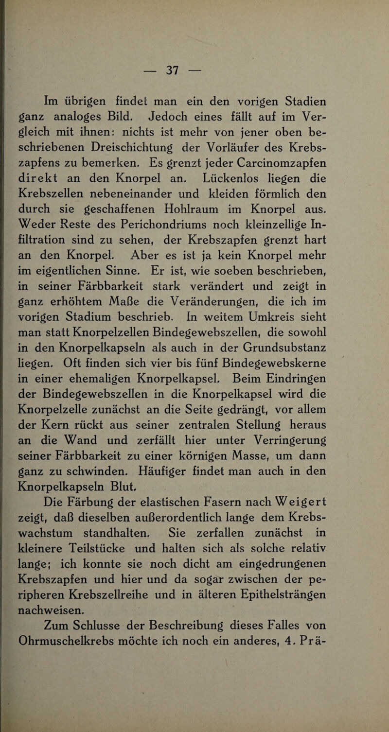 Im übrigen findet man ein den vorigen Stadien ganz analoges Bild. Jedoch eines fällt auf im Ver¬ gleich mit ihnen: nichts ist mehr von jener oben be¬ schriebenen Dreischichtung der Vorläufer des Krebs¬ zapfens zu bemerken. Es grenzt jeder Carcinomzapfen direkt an den Knorpel an. Lückenlos liegen die Krebszellen nebeneinander und kleiden förmlich den durch sie geschaffenen Hohlraum im Knorpel aus. Weder Reste des Perichondriums noch kleinzellige In¬ filtration sind zu sehen, der Krebszapfen grenzt hart an den Knorpel. Aber es ist ja kein Knorpel mehr im eigentlichen Sinne. Er ist, wie soeben beschrieben, in seiner Färbbarkeit stark verändert und zeigt in ganz erhöhtem Maße die Veränderungen, die ich im vorigen Stadium beschrieb. In weitem Umkreis sieht man statt Knorpelzellen Bindegewebszellen, die sowohl in den Knorpelkapseln als auch in der Grundsubstanz liegen. Oft finden sich vier bis fünf Bindegewebskerne in einer ehemaligen Knorpelkapsel. Beim Eindringen der Bindegewebszellen in die Knorpelkapsel wird die Knorpelzelle zunächst an die Seite gedrängt, vor allem der Kern rückt aus seiner zentralen Stellung heraus an die Wand und zerfällt hier unter Verringerung seiner Färbbarkeit zu einer körnigen Masse, um dann ganz zu schwinden. Häufiger findet man auch in den Knorpelkapseln Blut. Die Färbung der elastischen Fasern nach Weigert zeigt, daß dieselben außerordentlich lange dem Krebs¬ wachstum standhalten. Sie zerfallen zunächst in kleinere Teilstücke und halten sich als solche relativ lange; ich konnte sie noch dicht am eingedrungenen Krebszapfen und hier und da sogar zwischen der pe¬ ripheren Krebszellreihe und in älteren Epithelsträngen nachweisen. Zum Schlüsse der Beschreibung dieses Falles von Ohrmuschelkrebs möchte ich noch ein anderes, 4. Prä-