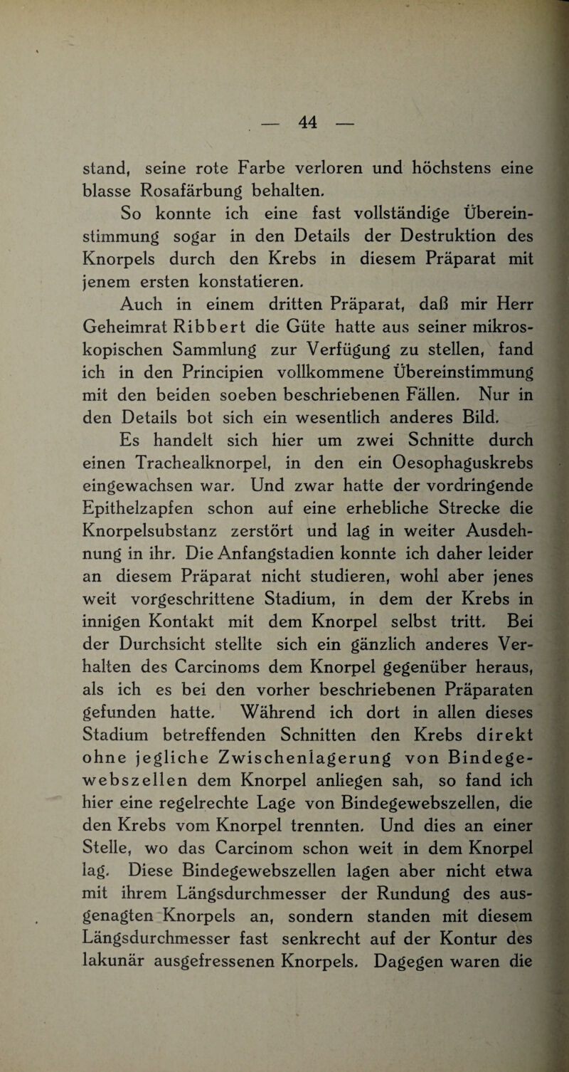 stand, seine rote Farbe verloren und höchstens eine blasse Rosafärbung behalten. So konnte ich eine fast vollständige Überein¬ stimmung sogar in den Details der Destruktion des Knorpels durch den Krebs in diesem Präparat mit jenem ersten konstatieren. Auch in einem dritten Präparat, daß mir Herr Geheimrat Ribbert die Güte hatte aus seiner mikros¬ kopischen Sammlung zur Verfügung zu stellen, fand ich in den Principien vollkommene Übereinstimmung mit den beiden soeben beschriebenen Fällen. Nur in den Details bot sich ein wesentlich anderes Bild. Es handelt sich hier um zwei Schnitte durch einen Trachealknorpel, in den ein Oesophaguskrebs eingewachsen war. Und zwar hatte der vordringende Epithelzapfen schon auf eine erhebliche Strecke die Knorpelsubstanz zerstört und lag in weiter Ausdeh¬ nung in ihr. Die Anfangstadien konnte ich daher leider an diesem Präparat nicht studieren, wohl aber jenes weit vorgeschrittene Stadium, in dem der Krebs in innigen Kontakt mit dem Knorpel selbst tritt. Bei der Durchsicht stellte sich ein gänzlich anderes Ver¬ halten des Carcinoms dem Knorpel gegenüber heraus, als ich es bei den vorher beschriebenen Präparaten gefunden hatte. Während ich dort in allen dieses Stadium betreffenden Schnitten den Krebs direkt ohne jegliche Zwischenlagerung von Bindege¬ webszellen dem Knorpel anliegen sah, so fand ich hier eine regelrechte Lage von Bindegewebszellen, die den Krebs vom Knorpel trennten. Und dies an einer Stelle, wo das Carcinom schon weit in dem Knorpel lag. Diese Bindegewebszellen lagen aber nicht etwa mit ihrem Längsdurchmesser der Rundung des aus¬ genagten Knorpels an, sondern standen mit diesem Längsdurchmesser fast senkrecht auf der Kontur des lakunär ausgefressenen Knorpels. Dagegen waren die