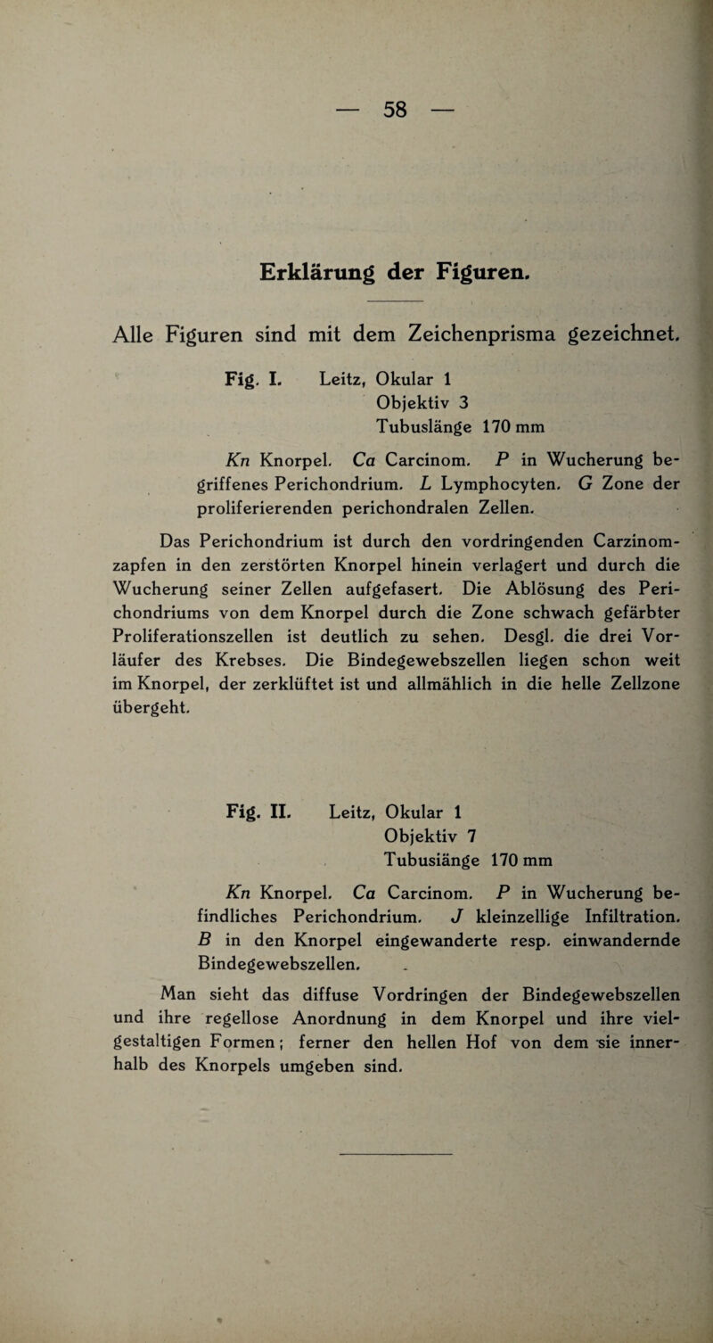 Erklärung der Figuren. Alle Figuren sind mit dem Zeichenprisma gezeichnet. Fig. I. Leitz, Okular 1 Objektiv 3 Tubuslänge 170 mm Kn Knorpel. Ca Carcinom. P in Wucherung be¬ griffenes Perichondrium. L Lymphocyten. G Zone der proliferierenden perichondralen Zellen. Das Perichondrium ist durch den vordringenden Carzinom- zapfen in den zerstörten Knorpel hinein verlagert und durch die Wucherung seiner Zellen aufgefasert. Die Ablösung des Peri- chondriums von dem Knorpel durch die Zone schwach gefärbter Proliferationszellen ist deutlich zu sehen. Desgl. die drei Vor¬ läufer des Krebses. Die Bindegewebszellen liegen schon weit im Knorpel, der zerklüftet ist und allmählich in die helle Zellzone übergeht. Fig. II. Leitz, Okular 1 Objektiv 7 Tubusiänge 170 mm Kn Knorpel. Ca Carcinom. P in Wucherung be¬ findliches Perichondrium. J kleinzellige Infiltration. B in den Knorpel eingewanderte resp. einwandernde Bindegewebszellen. Man sieht das diffuse Vordringen der Bindegewebszellen und ihre regellose Anordnung in dem Knorpel und ihre viel¬ gestaltigen Formen; ferner den hellen Hof von dem sie inner¬ halb des Knorpels umgeben sind.