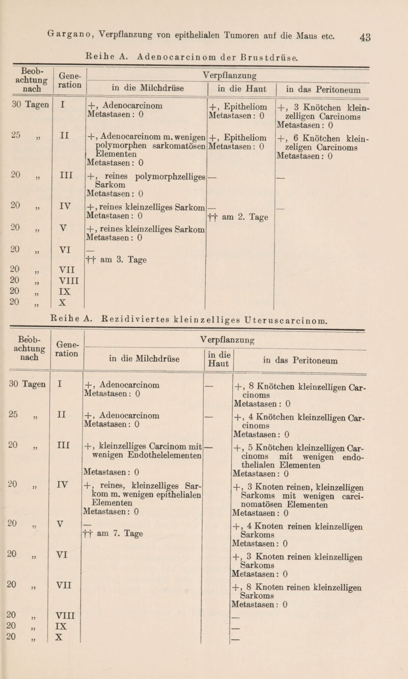 Reihe A. Adenocarcinom der Brustdrüse. Beob¬ achtung nach Gene- Verpflanzung ration in die Milchdrüse in die Haut in das Peritoneum 30 Tagen I + , Adenocarcinom Metastasen: 0 + , Epitheliom Metastasen: 0 + , 3 Knötchen klein¬ zeiligen Carcinoms Metastasen: 0 25 „ II + , Adenocarcinom m. wenigen polymorphen sarkomatösen Elementen Metastasen: 0 + , Epitheliom Metastasen: 0 + , 6 Knötchen klein- zeligen Carcinoms Metastasen: 0 20 „ III +, reines polymorphzelliges Sarkom Metastasen: 0 — — 20 „ 20 „ 20 „ 20 „ 20 „ 20 „ 20 „ IV V VI VII VIII IX X + , reines kleinzelliges Sarkom Metastasen: 0 +, reines kleinzelliges Sarkom Metastasen: 0 ff am 3. Tage ff am 2. Tage Reihe A. Rezidiviertes kleinzelliges Uteruscarcinom. 20 20 20 20 20 77 77 77 77 77 Beob¬ achtung nach Gene- Verpflanzung ration in die Milchdrüse in die Haut in das Peritoneum 30 Tagen I + , Adenocarcinom Metastasen: 0 — + , 8 Knötchen kleinzelligen Car¬ cinoms Metastasen: 0 25 „ II + , Adenocarcinom Metastasen: 0 — +, 4 Knötchen kleinzelligen Car¬ cinoms Metastasen: 0 20 „ III +, kleinzelliges Carcinom mit wenigen Endothelelementen Metastasen: 0 +, 5 Knötchen kleinzelligen Car¬ cinoms mit wenigen endo¬ thelialen Elementen Metastasen: 0 20 „ IV + , reines, kleinzelliges Sar¬ kom m. wenigen epithelialen Elementen Metastasen: 0 f-, 3 Knoten reinen, kleinzelligen Sarkoms mit wenigen carci- nomatösen Elementen Metastasen: 0 20 „ V ff am 7. Tage + , 4 Knoten reinen kleinzelligen Sarkoms VI VII VIII IX X Metastasen: 0 + , 3 Knoten reinen kleinzelligen Sarkoms Metastasen: 0 + , 8 Knoten reinen kleinzelligen Sarkoms Metastasen: 0