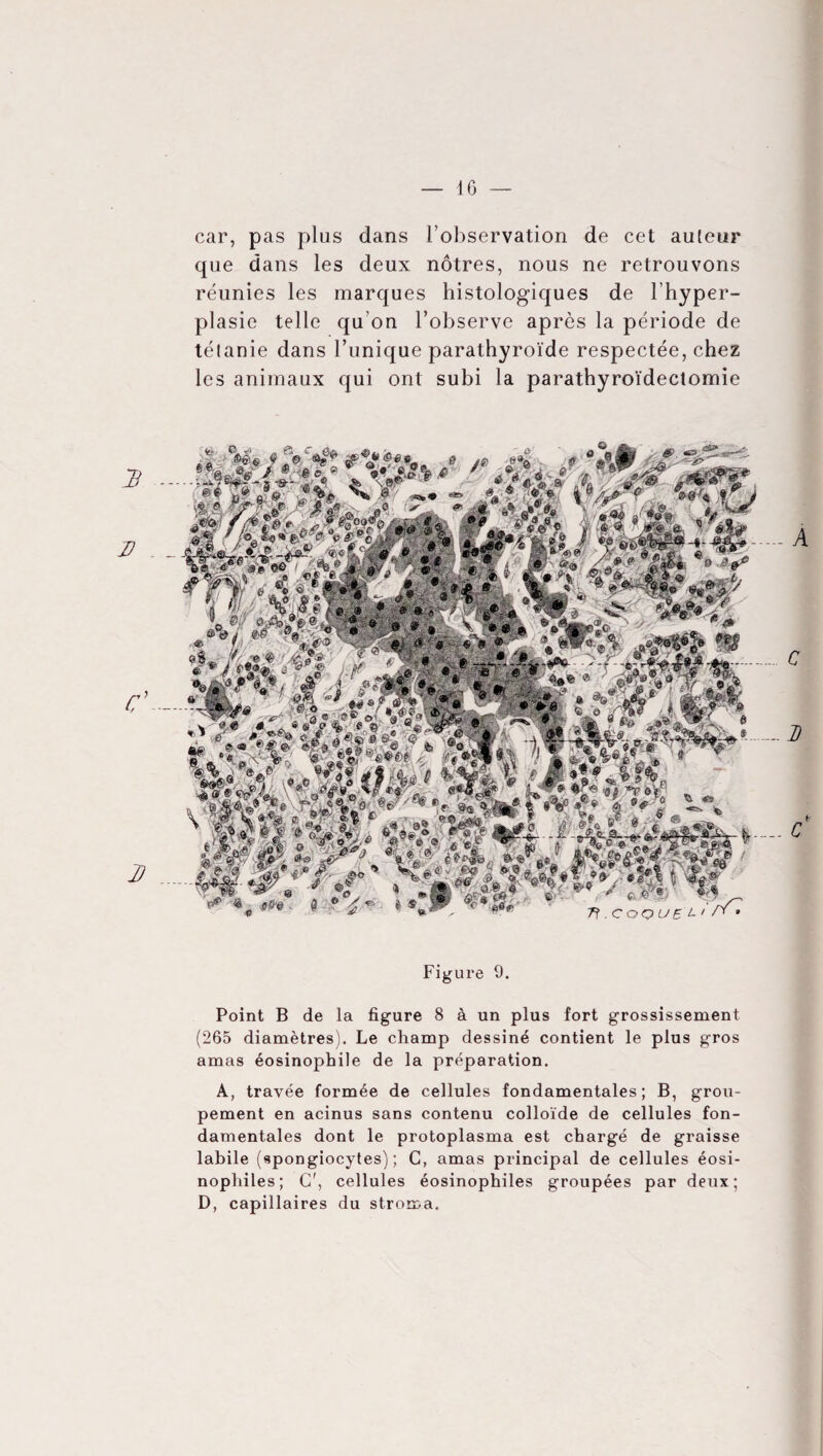 — \ G car, pas plus dans l'observation de cet auteur que dans les deux nôtres, nous ne retrouvons réunies les marques histologiques de l’hyper¬ plasie telle qu’on l’observe après la période de tétanie dans Tunique parathyroïde respectée, chez les animaux qui ont subi la parathyroïdectomie Figure 9. Point B de la figure 8 à un plus fort grossissement (265 diamètres). Le champ dessiné contient le plus gros amas éosinophile de la préparation. A, travée formée de cellules fondamentales; B, grou¬ pement en acinus sans contenu colloïde de cellules fon¬ damentales dont le protoplasma est chargé de graisse labile (spongiocytes); C, amas principal de cellules éosi¬ nophiles; Cr, cellules éosinophiles groupées par deux; D, capillaires du stroma.