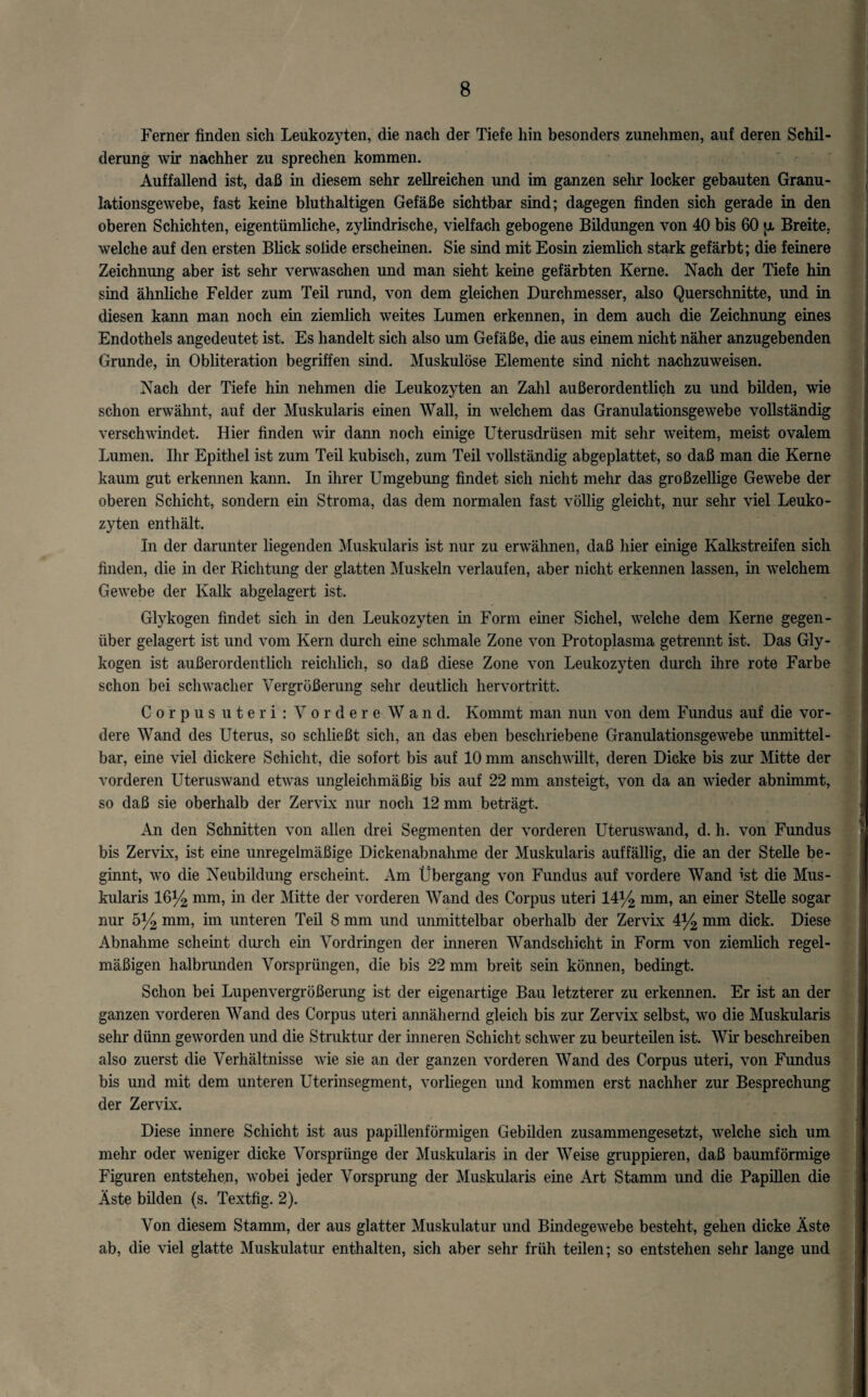 Ferner finden sich Leukozyten, die nach der Tiefe hin besonders zunehmen, auf deren Schil¬ derung wir nachher zu sprechen kommen. Auffallend ist, daß in diesem sehr zellreichen und im ganzen sehr locker gebauten Granu¬ lationsgewebe, fast keine bluthaltigen Gefäße sichtbar sind; dagegen finden sich gerade in den oberen Schichten, eigentümliche, zylindrische, vielfach gebogene Bildungen von 40 bis 60 |x Breite, welche auf den ersten Blick solide erscheinen. Sie sind mit Eosin ziemlich stark gefärbt; die feinere Zeichnung aber ist sehr verwaschen und man sieht keine gefärbten Kerne. Nach der Tiefe hin sind ähnliche Felder zum Teil rund, von dem gleichen Durchmesser, also Querschnitte, und in diesen kann man noch ein ziemlich weites Lumen erkennen, in dem auch die Zeichnung eines Endothels angedeutet ist. Es handelt sich also um Gefäße, die aus einem nicht näher anzugebenden Grunde, in Obliteration begriffen sind. Muskulöse Elemente sind nicht nachzuweisen. Nach der Tiefe hin nehmen die Leukozyten an Zahl außerordentlich zu und bilden, wie schon erwähnt, auf der Muskularis emen Wall, in welchem das Granulationsgewebe vollständig verschwindet. Hier finden wir dann noch einige Uterusdrüsen mit sehr weitem, meist ovalem Lumen. Ihr Epithel ist zum Teil kubisch, zum Teil vollständig abgeplattet, so daß man die Kerne kaum gut erkennen kann. In ihrer Umgebung findet sich nicht mehr das großzellige Gewebe der oberen Schicht, sondern ein Stroma, das dem normalen fast völlig gleicht, nur sehr viel Leuko¬ zyten enthält. In der darunter liegenden Muskularis ist nur zu erwähnen, daß hier einige Kalkstreifen sich finden, die in der Richtung der glatten Muskeln verlaufen, aber nicht erkennen lassen, in welchem Gewebe der Kalk abgelagert ist. Glykogen findet sich in den Leukozyten in Form einer Sichel, welche dem Kerne gegen¬ über gelagert ist und vom Kern durch eine schmale Zone von Protoplasma getrennt ist. Das Gly¬ kogen ist außerordentlich reichlich, so daß diese Zone von Leukozyten durch ihre rote Farbe schon bei schwacher Vergrößerung sehr deutlich hervortritt. Corpus uteri : Vordere Wand. Kommt man nun von dem Fundus auf die vor¬ dere Wand des Uterus, so schließt sich, an das eben beschriebene Granulationsgewebe unmittel¬ bar, eine viel dickere Schicht, die sofort bis auf 10 mm anschwillt, deren Dicke bis zur Mitte der vorderen Uteruswand etwas ungleichmäßig bis auf 22 mm an steigt, von da an wieder abnimmt, so daß sie oberhalb der Zervix nur noch 12 mm beträgt. An den Schnitten von allen drei Segmenten der vorderen Uteruswand, d. h. von Fundus bis Zervix, ist eine unregelmäßige Dickenabnahme der Muskularis auffällig, die an der Stelle be¬ ginnt, wo die Neubildung erscheint. Am Übergang von Fundus auf vordere Wand ist die Mus¬ kularis 16% mm, in der Mitte der vorderen Wand des Corpus uteri 14% mm, an einer Stelle sogar nur 5% mm, im unteren Teil 8 mm und unmittelbar oberhalb der Zervix 4% mm dick. Diese Abnahme scheint durch ein Vordringen der inneren Wandschicht in Form von ziemlich regel¬ mäßigen halbrunden Vorsprüngen, die bis 22 mm breit sein können, bedingt. Schon bei Lupenvergrößerung ist der eigenartige Bau letzterer zu erkennen. Er ist an der ganzen vorderen Wand des Corpus uteri annähernd gleich bis zur Zervix selbst, wo die Muskularis sehr dünn geworden und die Struktur der inneren Schicht schwer zu beurteilen ist. Wir beschreiben also zuerst die Verhältnisse wie sie an der ganzen vorderen Wand des Corpus uteri, von Fundus bis und mit dem unteren Uterinsegment, vorliegen und kommen erst nachher zur Besprechung der Zervix. Diese innere Schicht ist aus papillenförmigen Gebilden zusammengesetzt, welche sich um mehr oder weniger dicke Vorsprünge der Muskularis in der Weise gruppieren, daß baumförmige Figuren entstehen, wobei jeder Vorsprung der Muskularis eine Art Stamm und die Papillen die Äste bilden (s. Textfig. 2). Von diesem Stamm, der aus glatter Muskulatur und Bindegewebe besteht, gehen dicke Äste ab, die viel glatte Muskulatur enthalten, sich aber sehr früh teilen; so entstehen sehr lange und